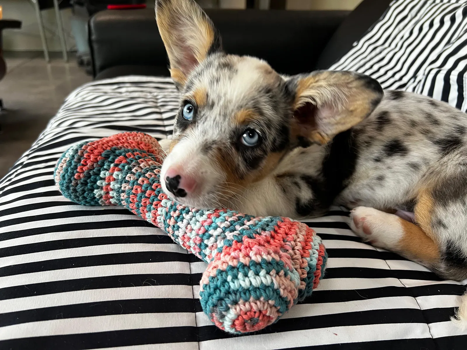 Faye's a Corgi puppy from WeVolution Off-Grid near Tombstone, Arizona, shared by Faye in Sept. 2026