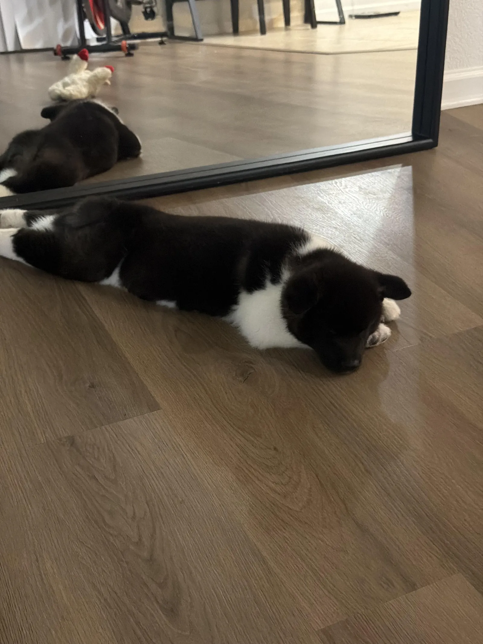 Jaden's Nala, a Akita puppy from WeVolution Off-Grid near Tombstone, Arizona, shared by Jaden in Sept. 2026