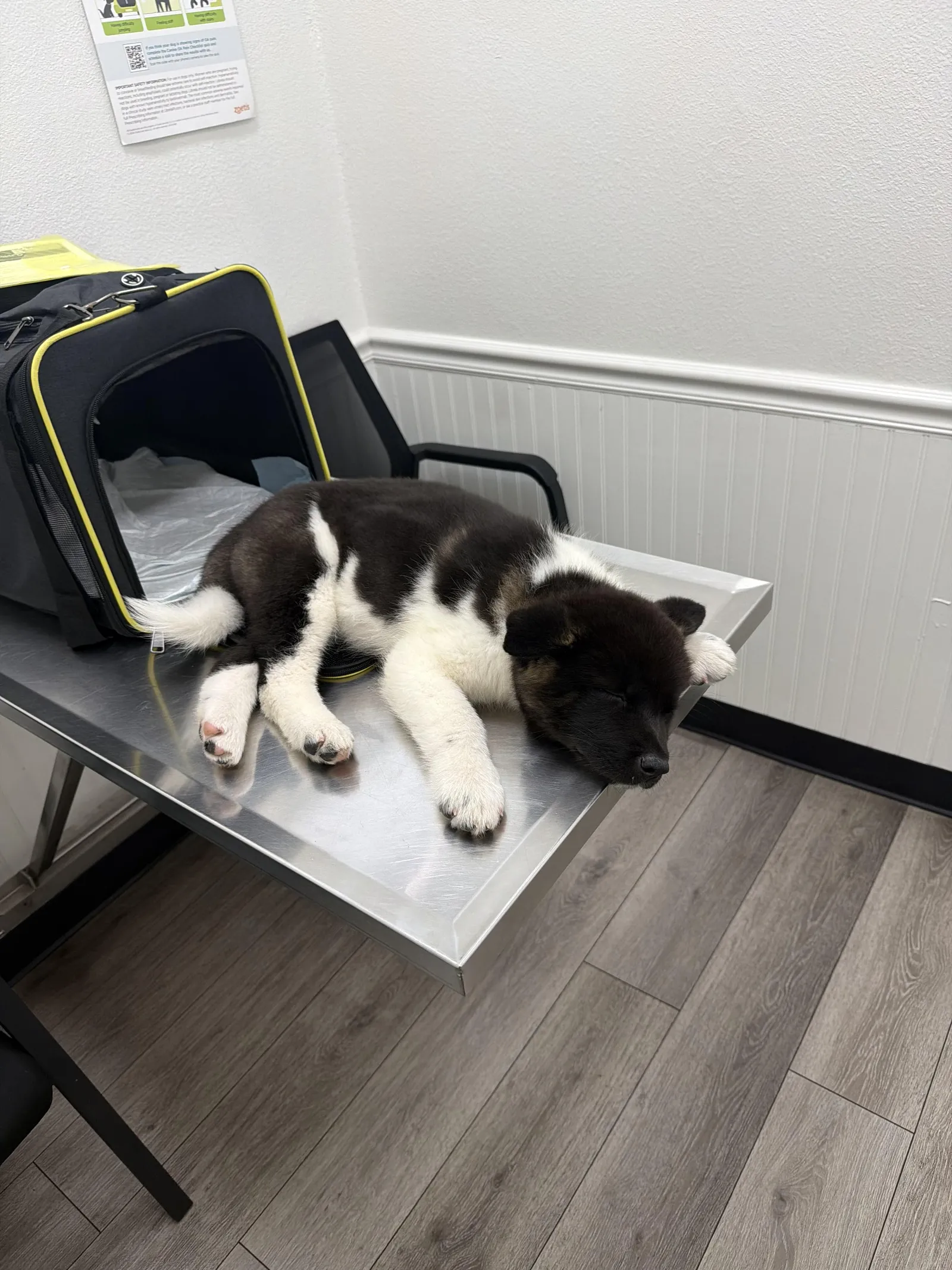 Jaden's Nala, a Akita puppy from WeVolution Off-Grid near Tombstone, Arizona, shared by Jaden in Sept. 2026