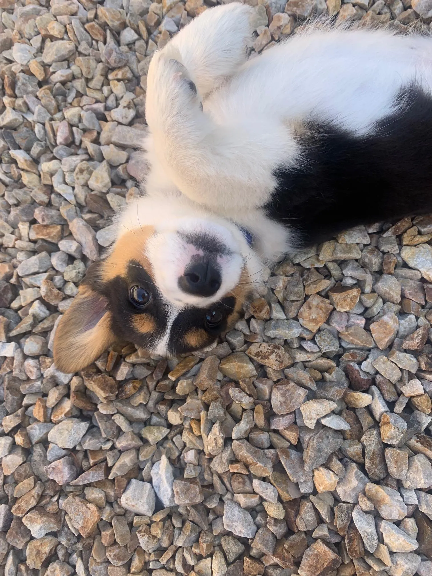 Janessa's Kona, a Corgi puppy from WeVolution Off-Grid near Tombstone, Arizona, shared by Janessa in June 2025