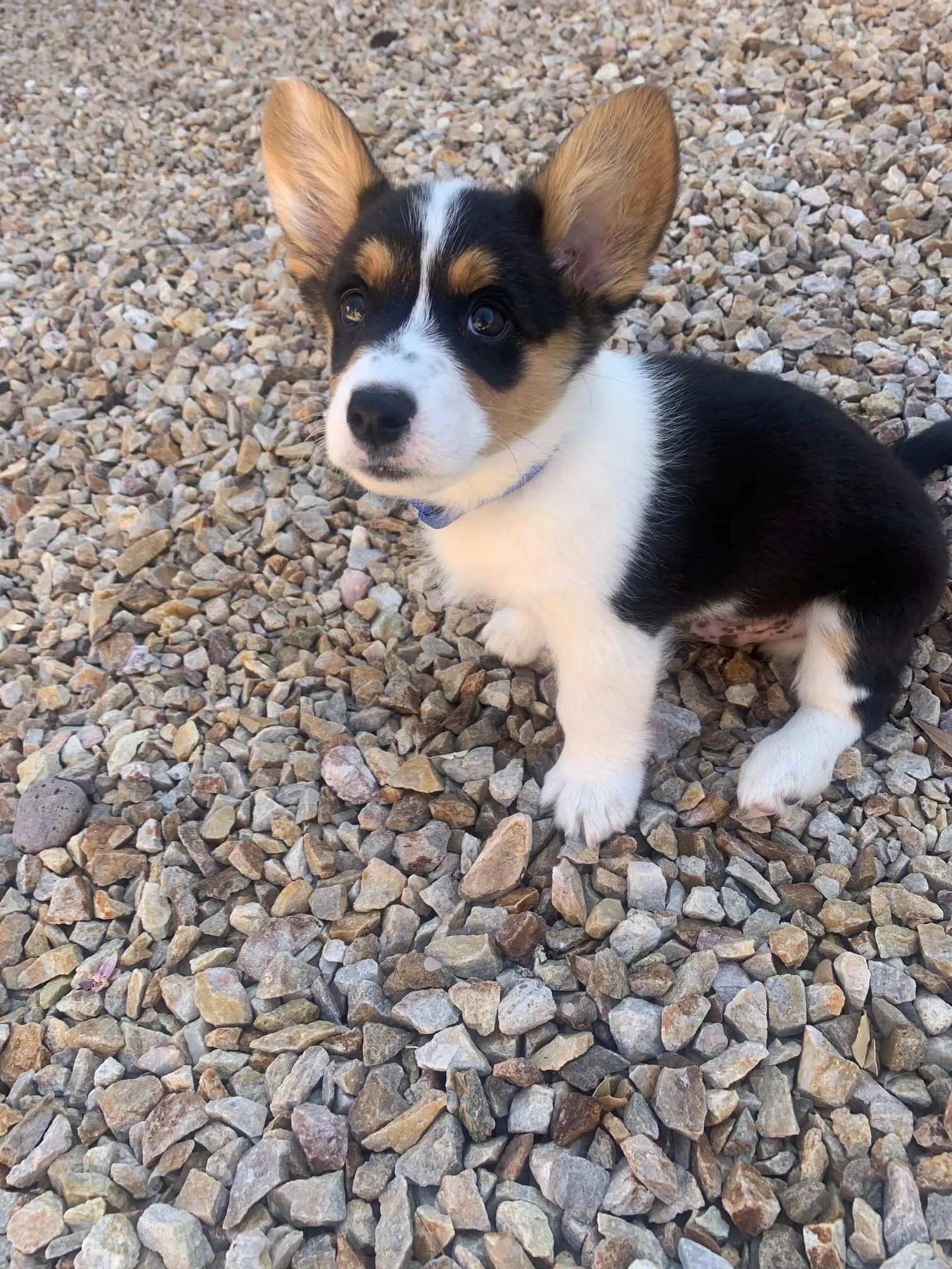 Janessa's Kona, a Corgi puppy from WeVolution Off-Grid near Tombstone, Arizona, shared by Janessa in June 2025