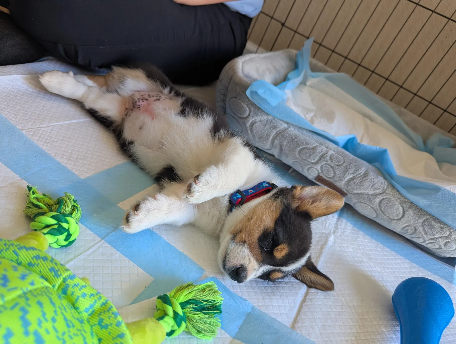 Janessa's Kona, a Corgi puppy from WeVolution Off-Grid near Tombstone, Arizona, shared by Janessa in June 2025