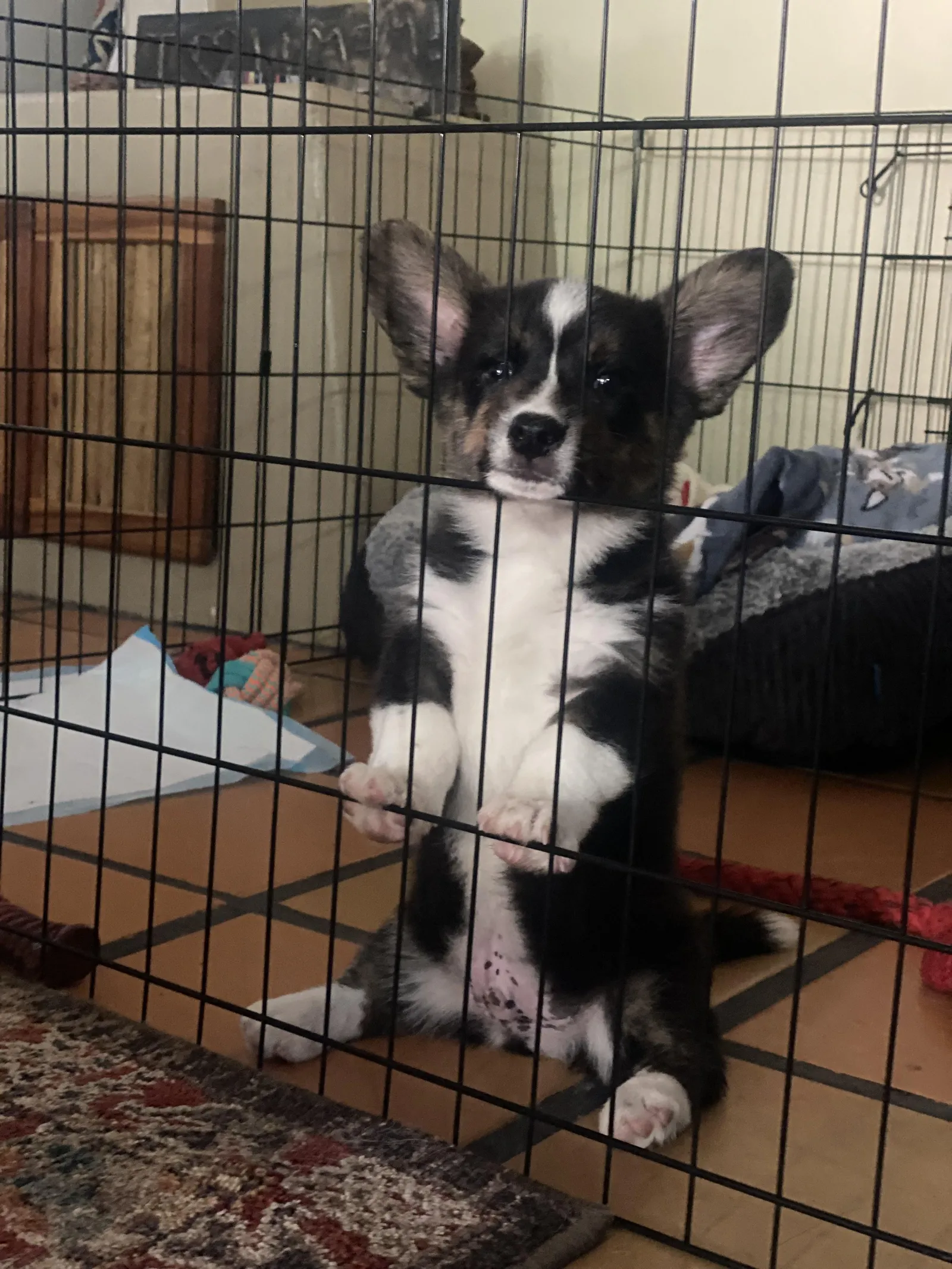 Kitty's Oso, a Cardigan Welsh Corgi puppy from WeVolution Off-Grid near Tombstone, Arizona, shared by Kitty in Oct. 2026