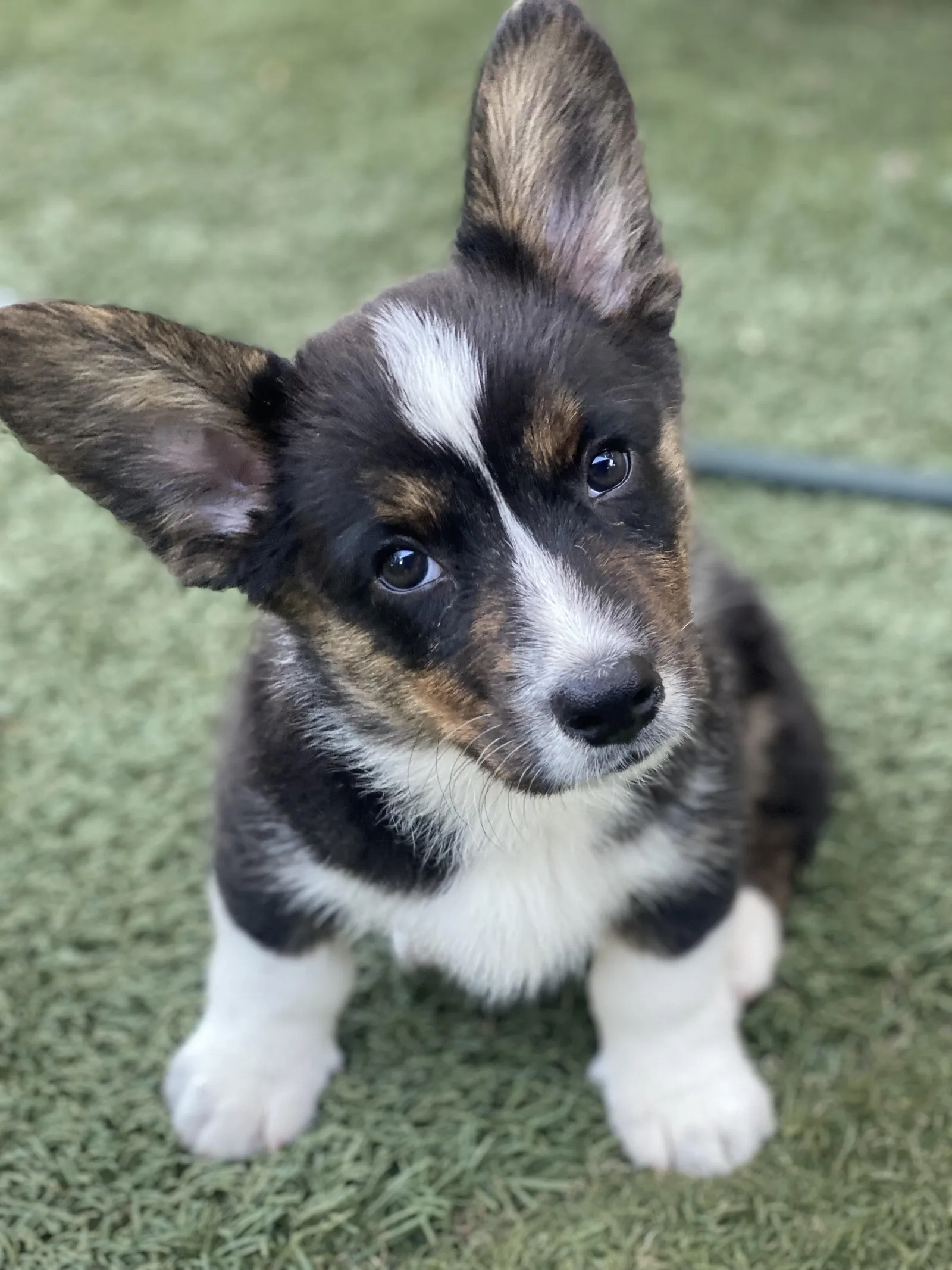Kitty's Oso, a Cardigan Welsh Corgi puppy from WeVolution Off-Grid near Tombstone, Arizona, shared by Kitty in Oct. 2026