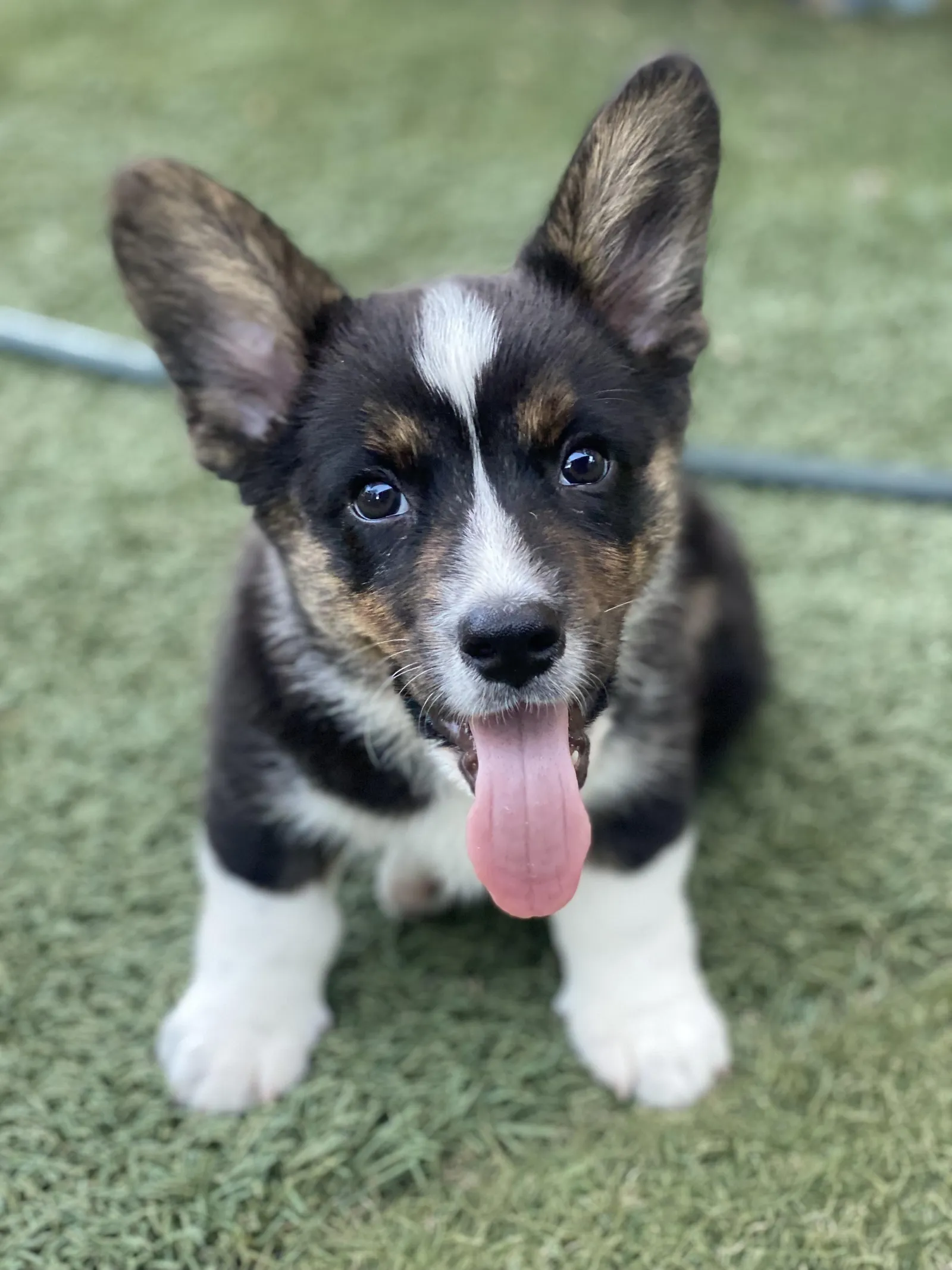 Kitty's Oso, a Cardigan Welsh Corgi puppy from WeVolution Off-Grid near Tombstone, Arizona, shared by Kitty in Oct. 2026