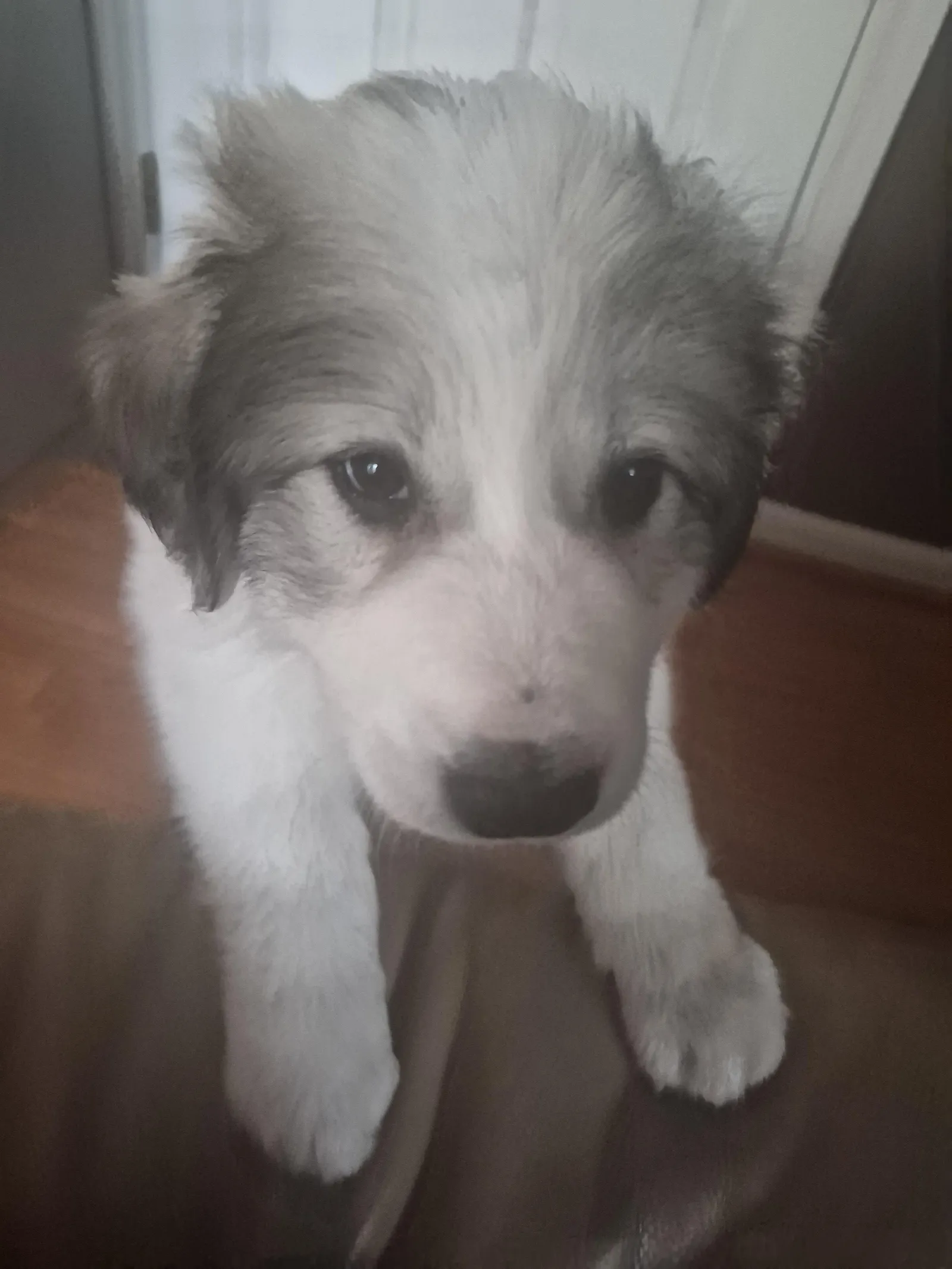 Larry's a puppy from WeVolution Off-Grid near Tombstone, Arizona, shared by Larry in May 2026