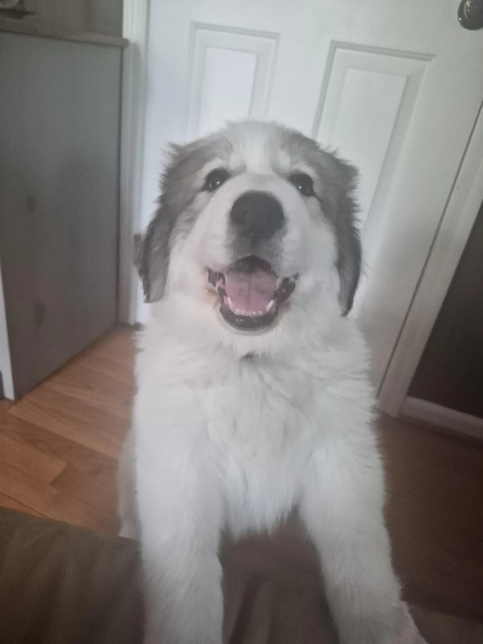Larry's a puppy from WeVolution Off-Grid near Tombstone, Arizona, shared by Larry in May 2026