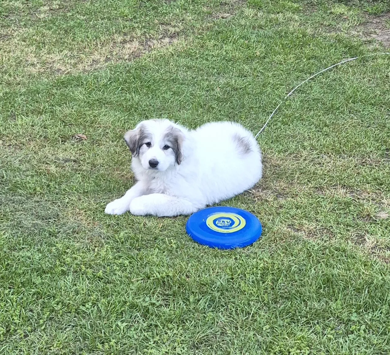 Larry's a puppy from WeVolution Off-Grid near Tombstone, Arizona, shared by Larry in May 2026