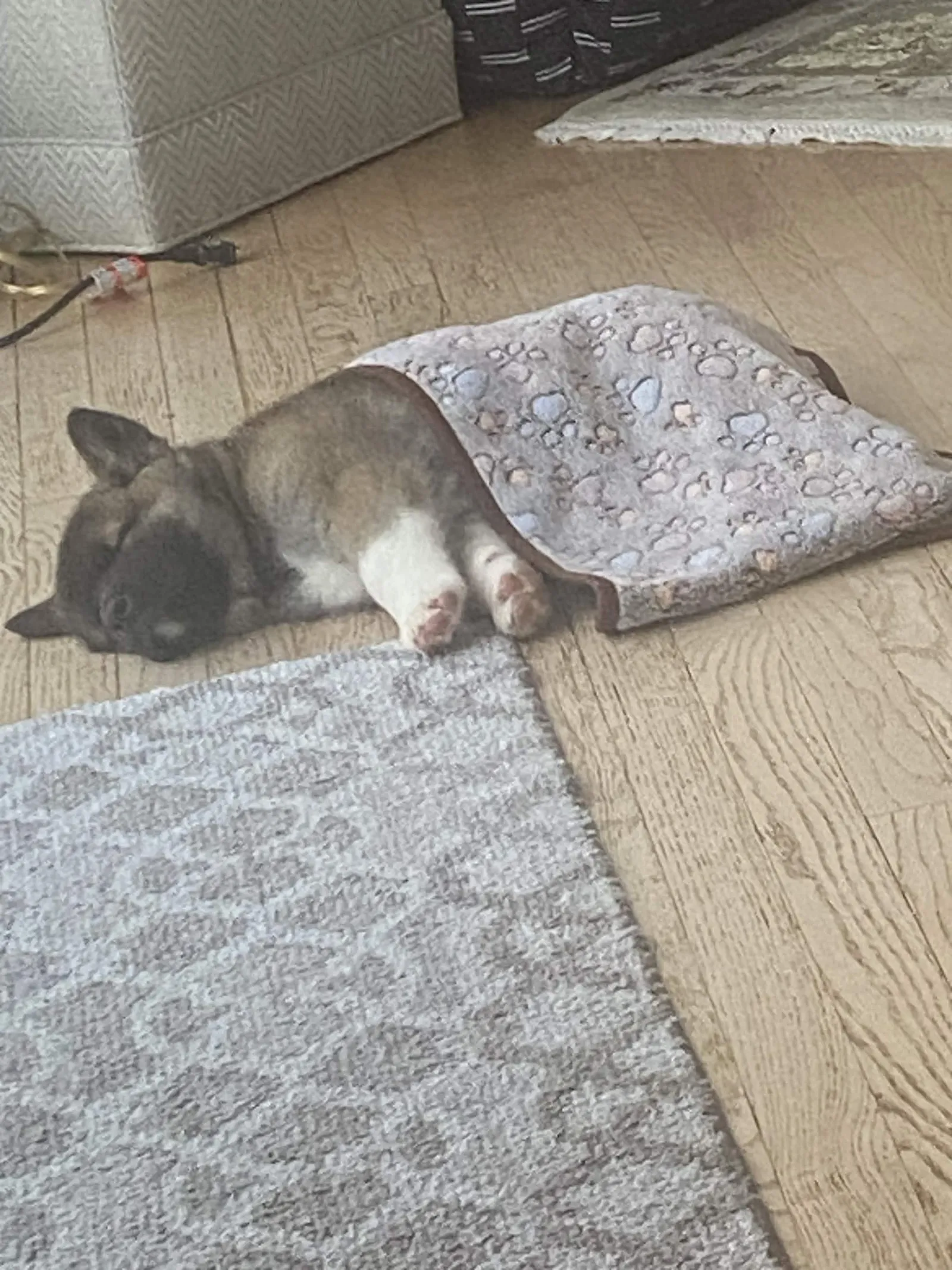 Liam's a puppy from WeVolution Off-Grid near Tombstone, Arizona, shared by Liam in Aug. 2026