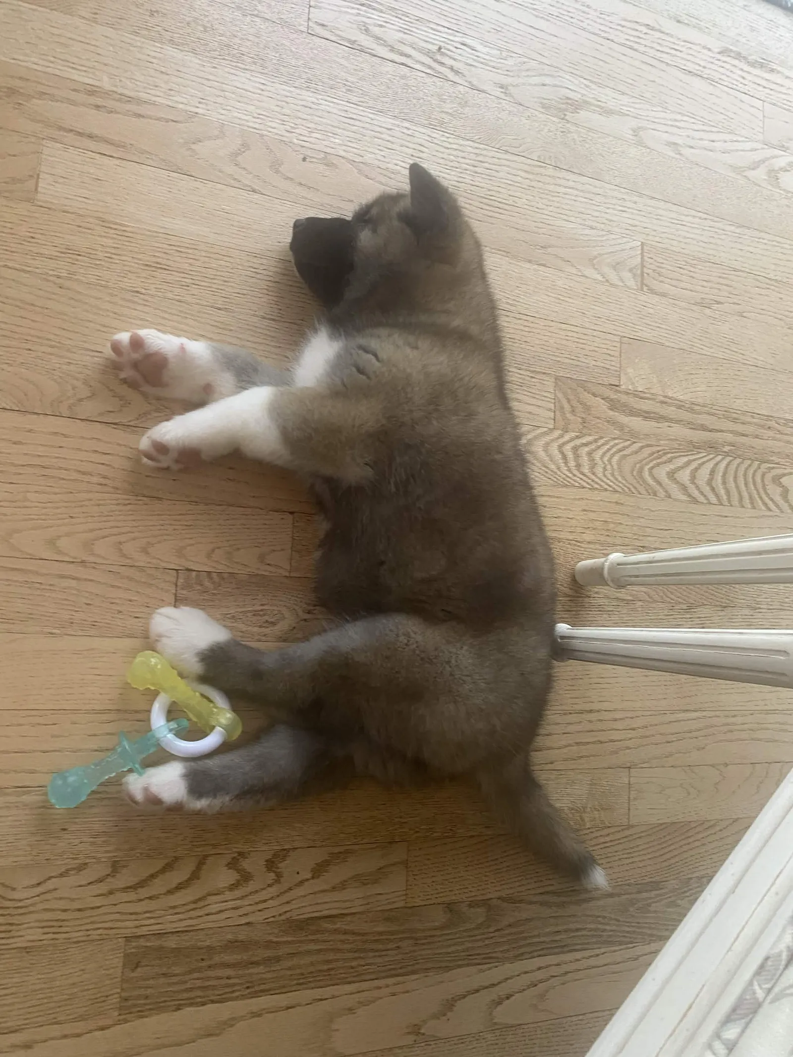Liam's a puppy from WeVolution Off-Grid near Tombstone, Arizona, shared by Liam in Aug. 2026