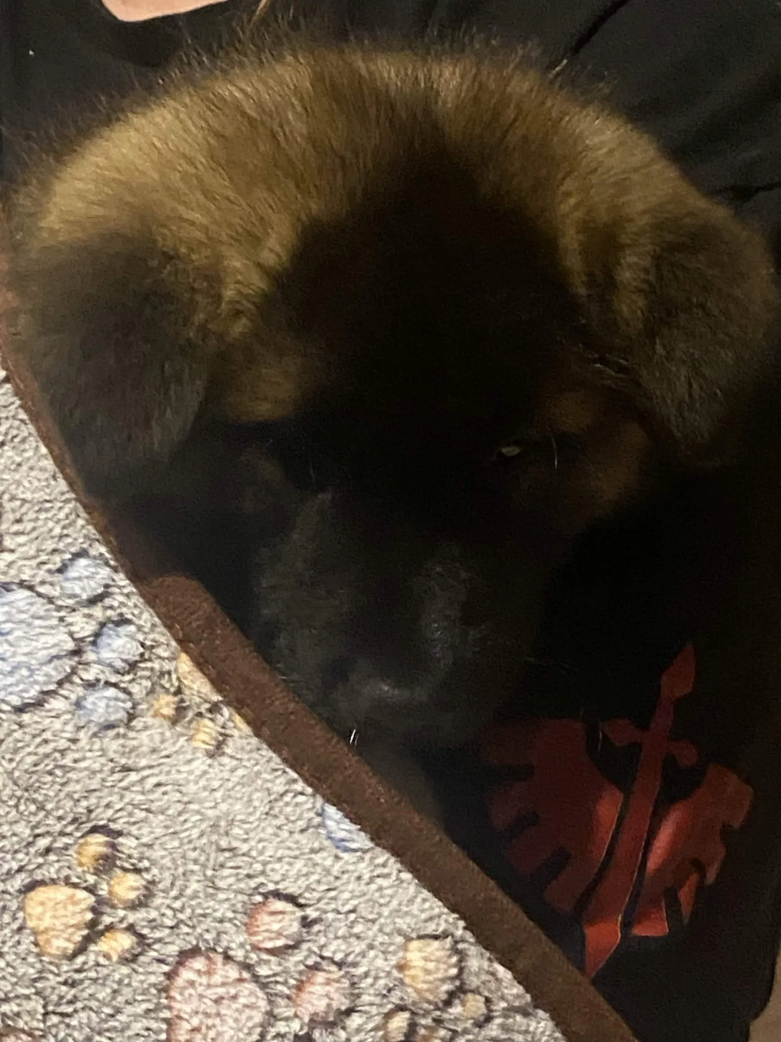 Liam's a puppy from WeVolution Off-Grid near Tombstone, Arizona, shared by Liam in Aug. 2026