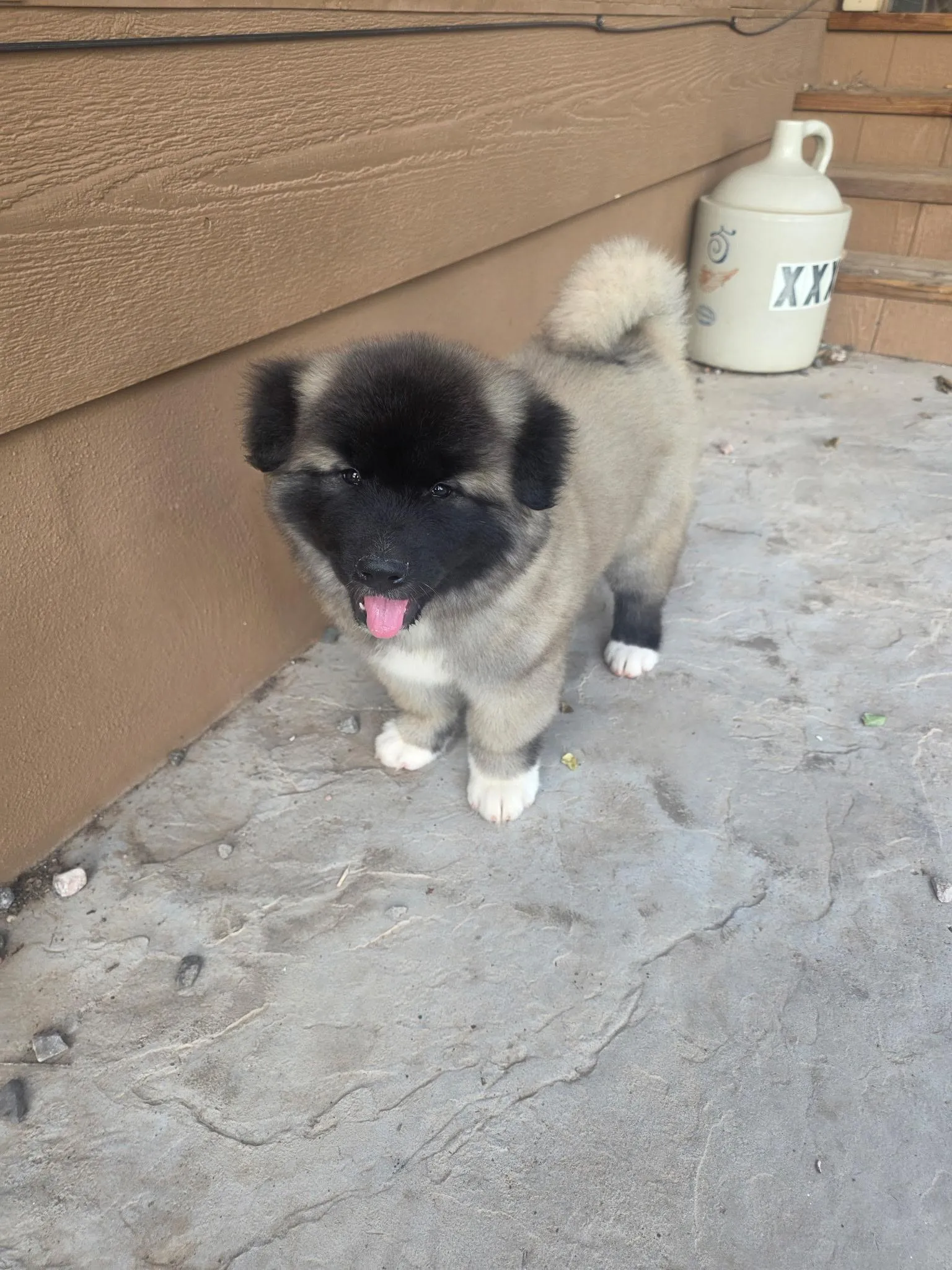 Lisa's a puppy from WeVolution Off-Grid near Tombstone, Arizona, shared by Lisa in Aug. 2026