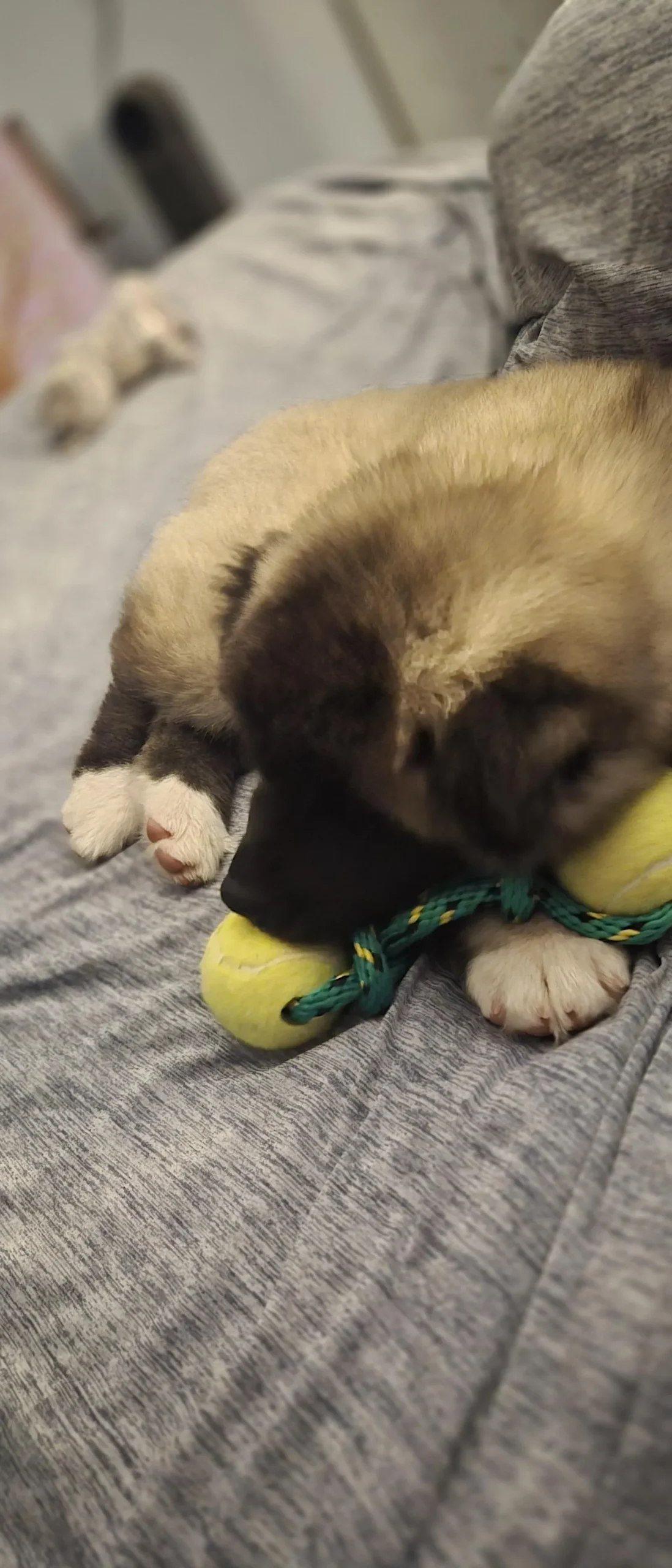 Lisa's a puppy from WeVolution Off-Grid near Tombstone, Arizona, shared by Lisa in Aug. 2026