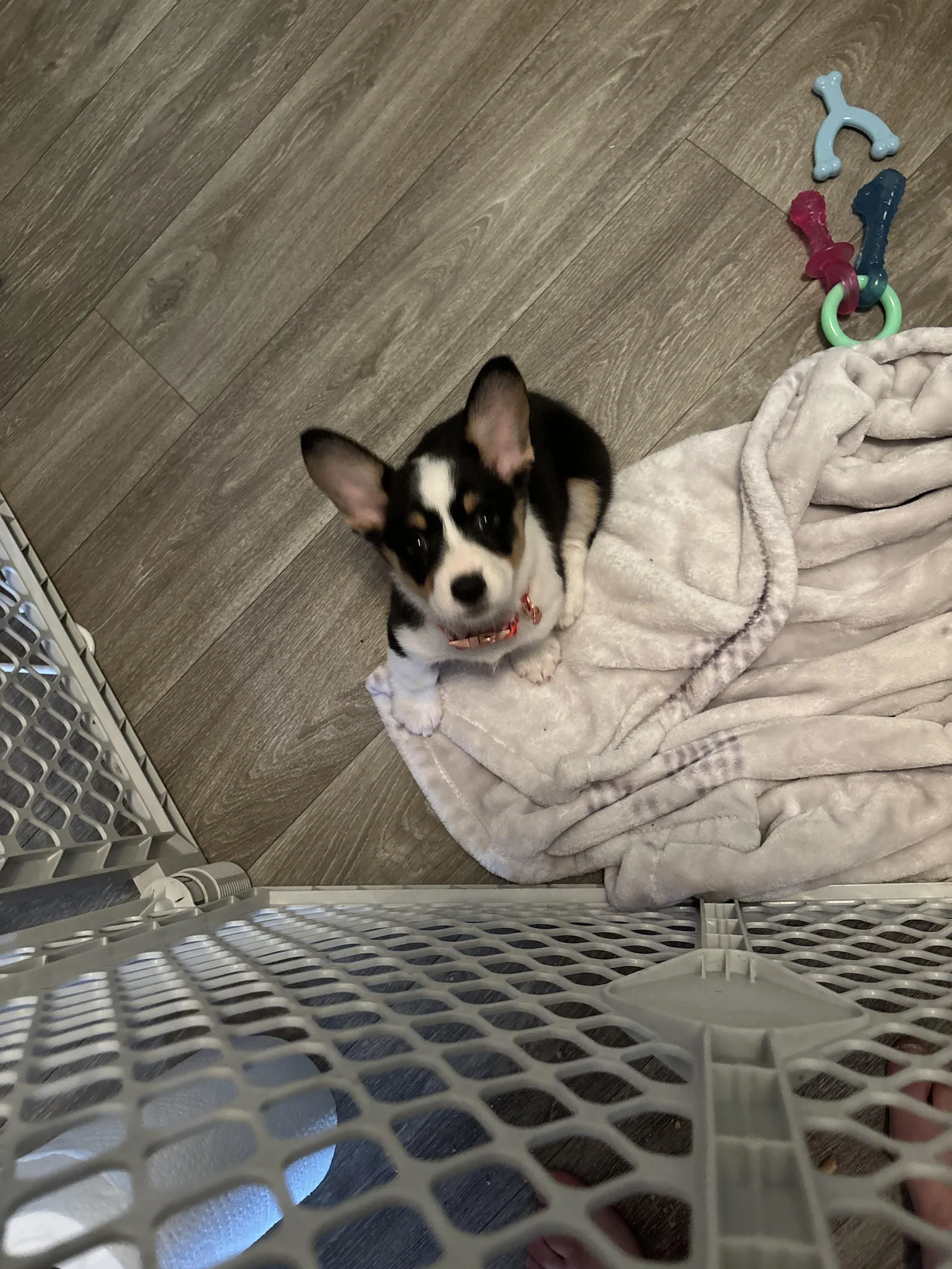 Piper's a Corgi puppy from WeVolution Off-Grid near Tombstone, Arizona, shared by Piper in June 2025