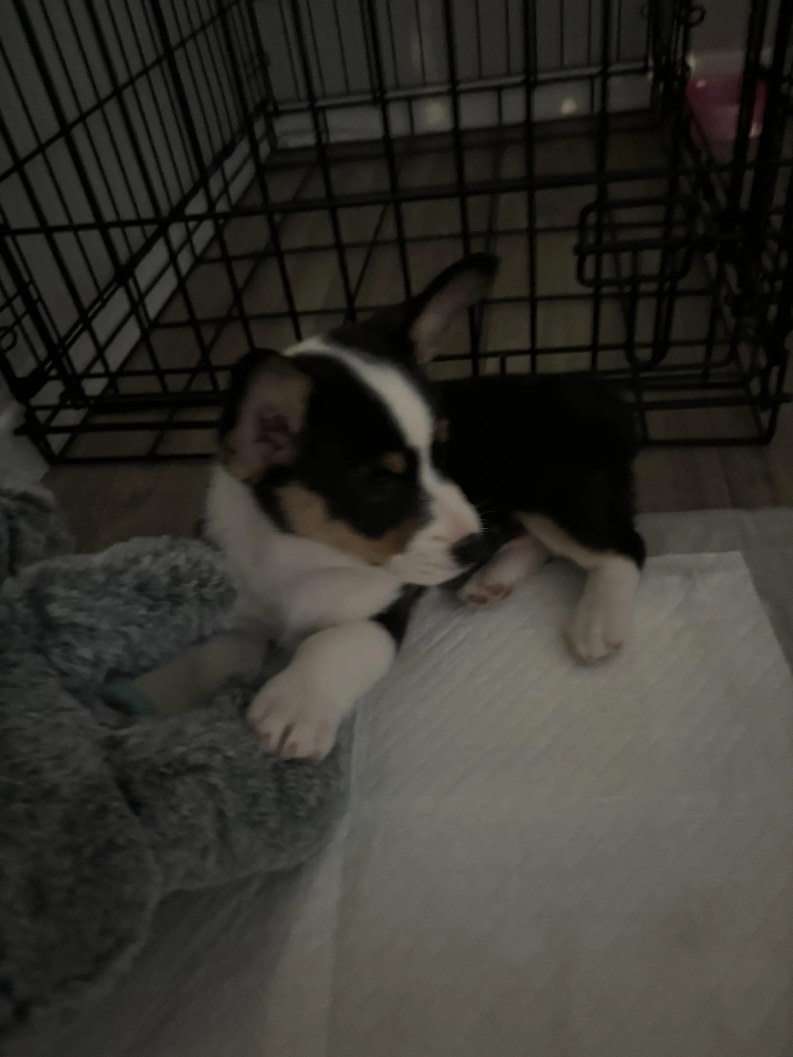 Piper's a Corgi puppy from WeVolution Off-Grid near Tombstone, Arizona, shared by Piper in June 2025