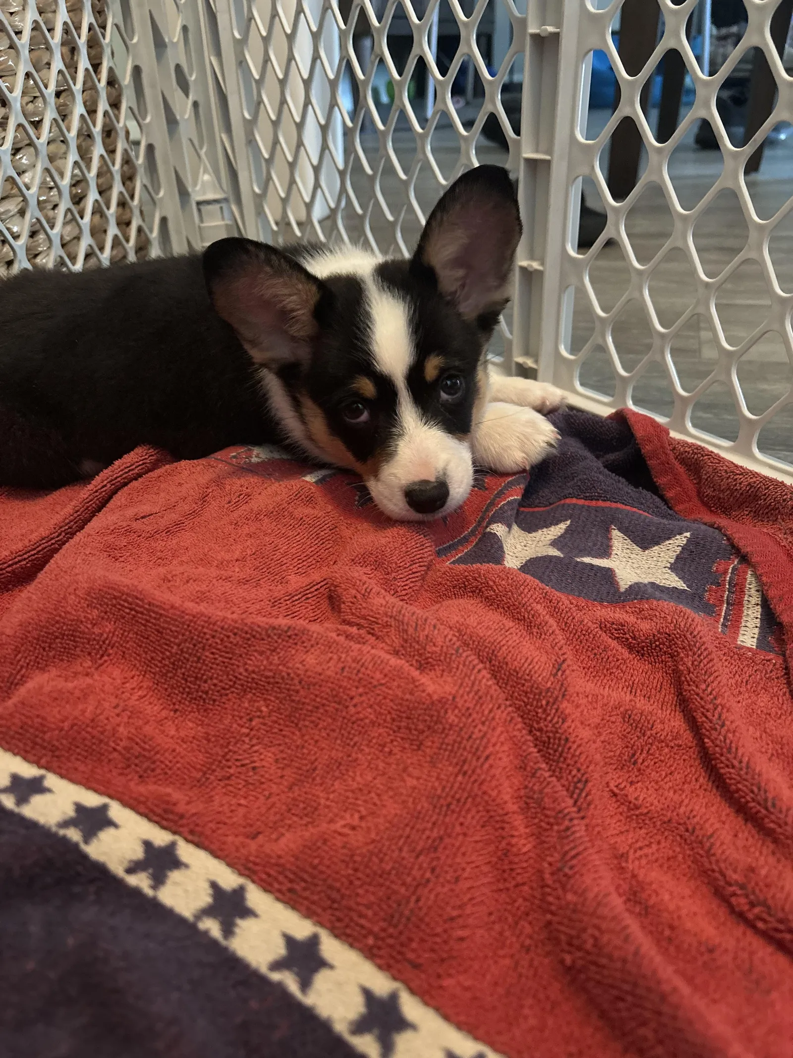 Piper's a Corgi puppy from WeVolution Off-Grid near Tombstone, Arizona, shared by Piper in June 2025
