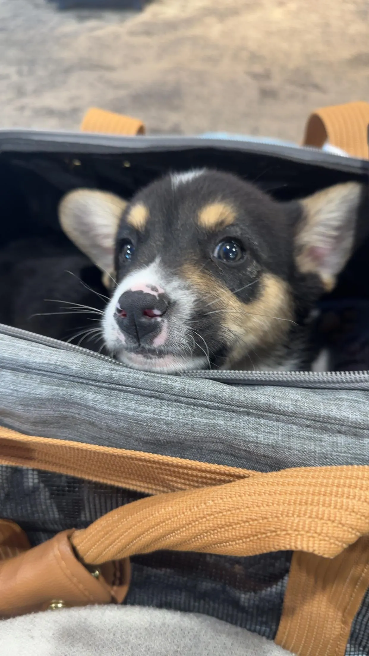 Rachel's a puppy from WeVolution Off-Grid near Tombstone, Arizona, shared by Rachel in Jan. 2026