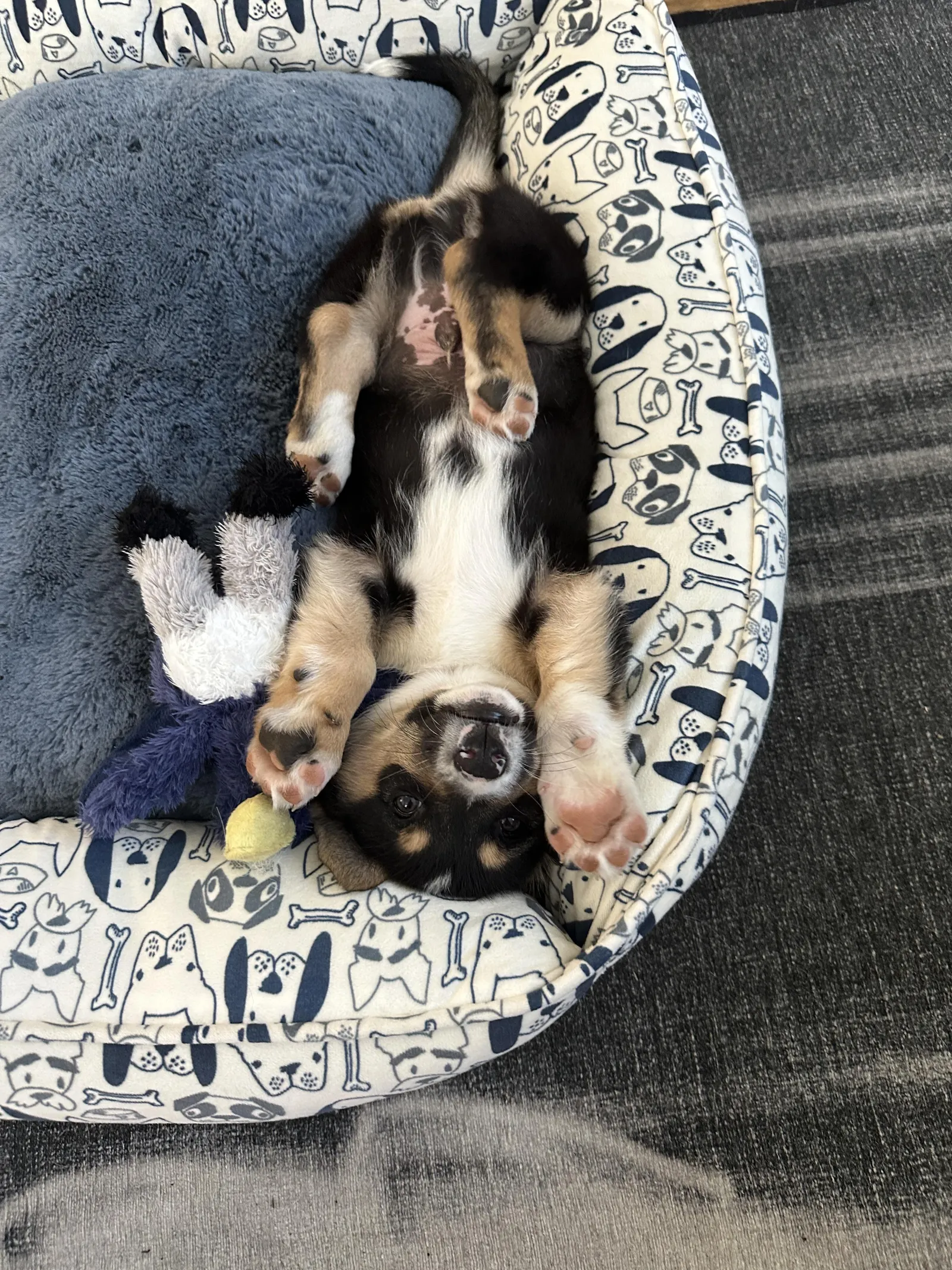 Rachel's a puppy from WeVolution Off-Grid near Tombstone, Arizona, shared by Rachel in Jan. 2026