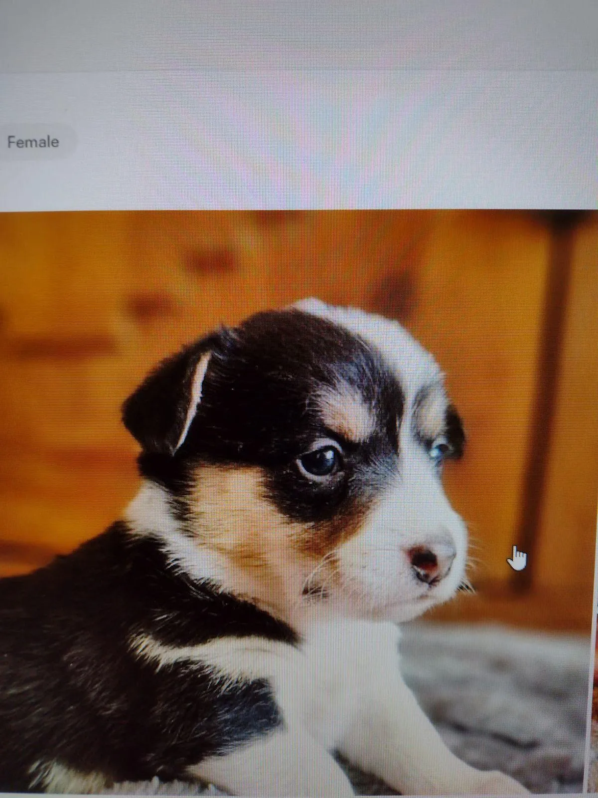 Ruth's Kallie, a Corgi puppy from WeVolution Off-Grid near Tombstone, Arizona, shared by Ruth in Dec. 2025