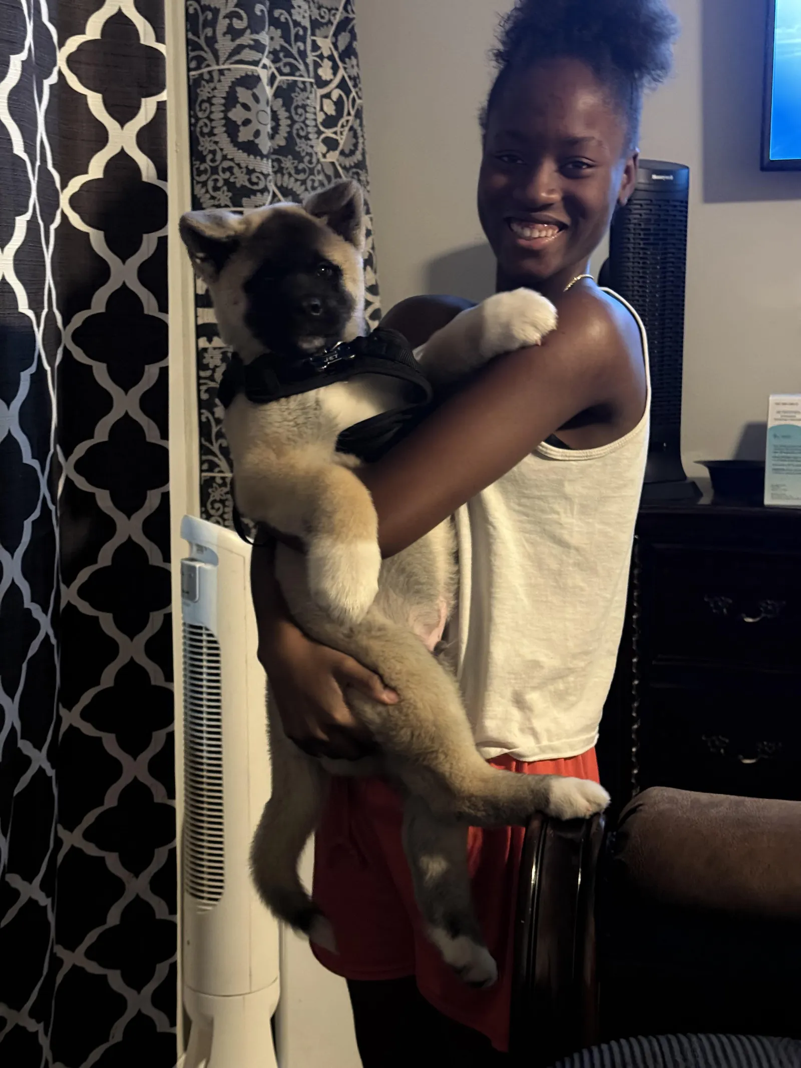 Tommie's Jett, a Akita puppy from WeVolution Off-Grid near Tombstone, Arizona, shared by Tommie in Feb. 2026