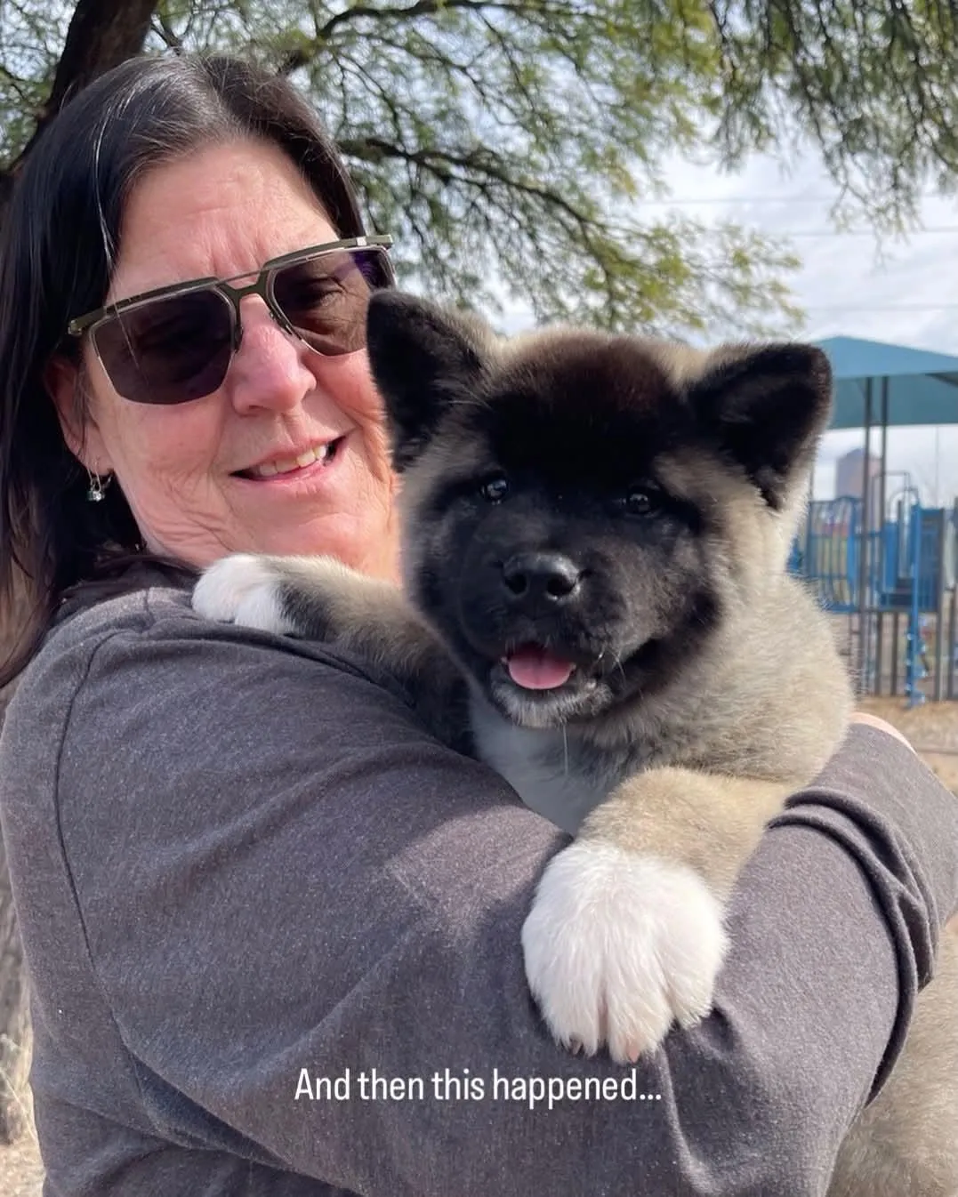 Female Nori, a Akita puppy from WeVolution Off-Grid near Tombstone, Arizona, now in a new home