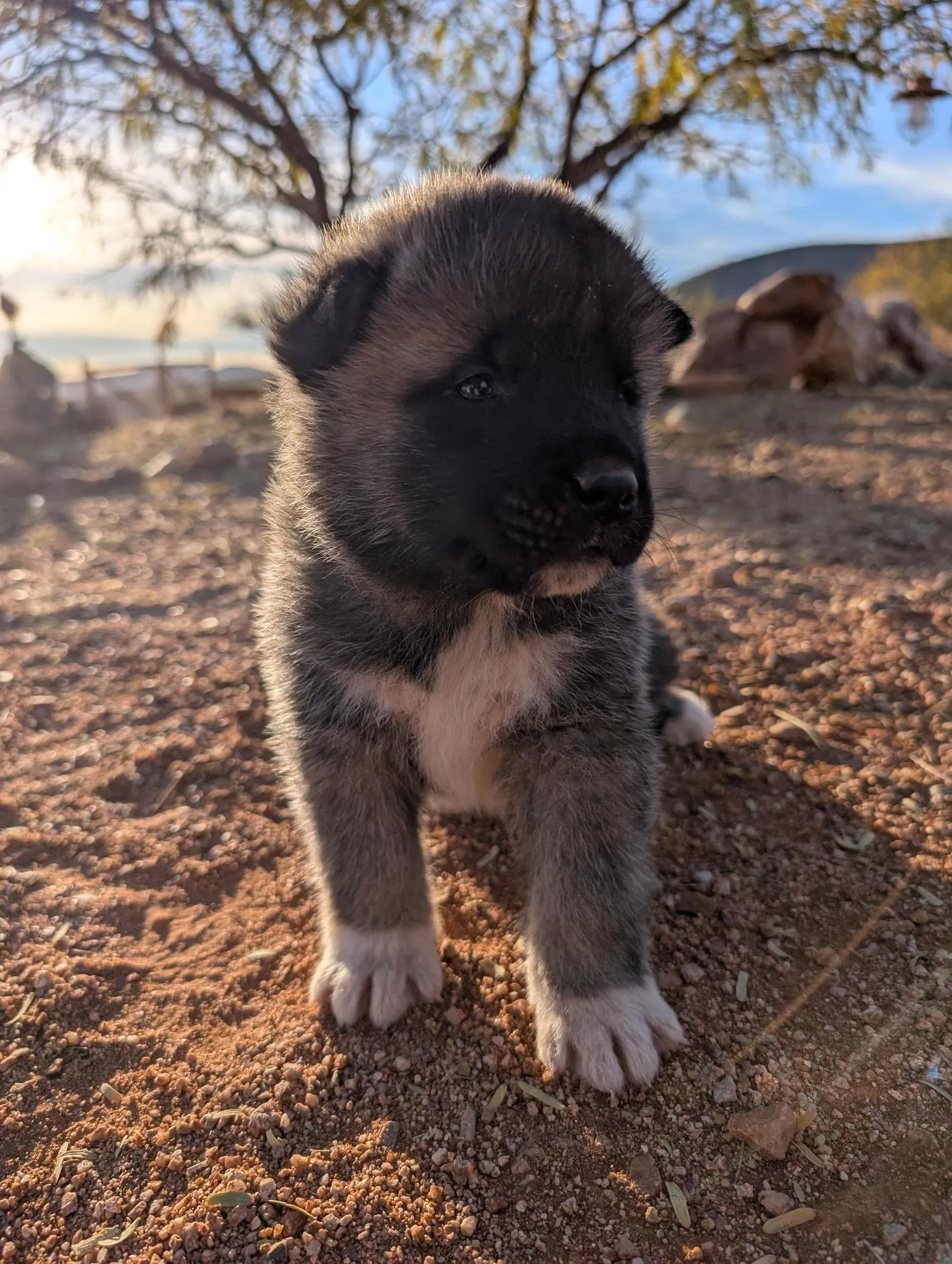 Kiko, a Akita puppy from WeVolution Off-Grid near Tombstone, Arizona, now in a new home