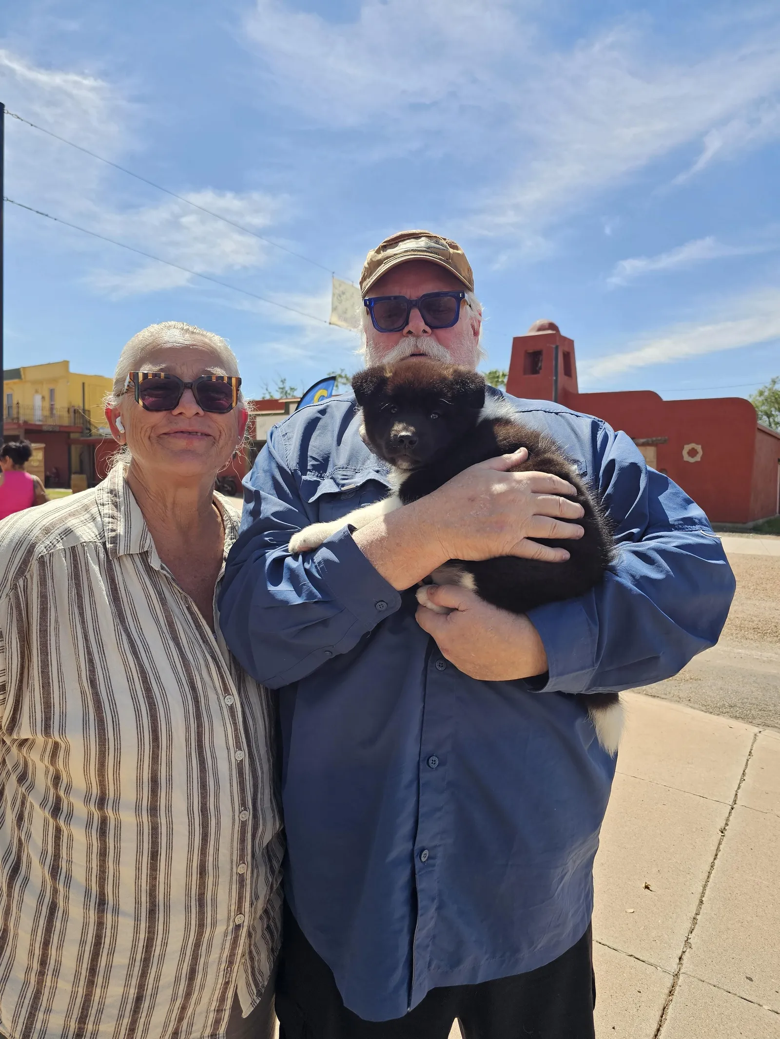 Kuma, a Akita puppy from WeVolution Off-Grid near Tombstone, Arizona, now in a new home