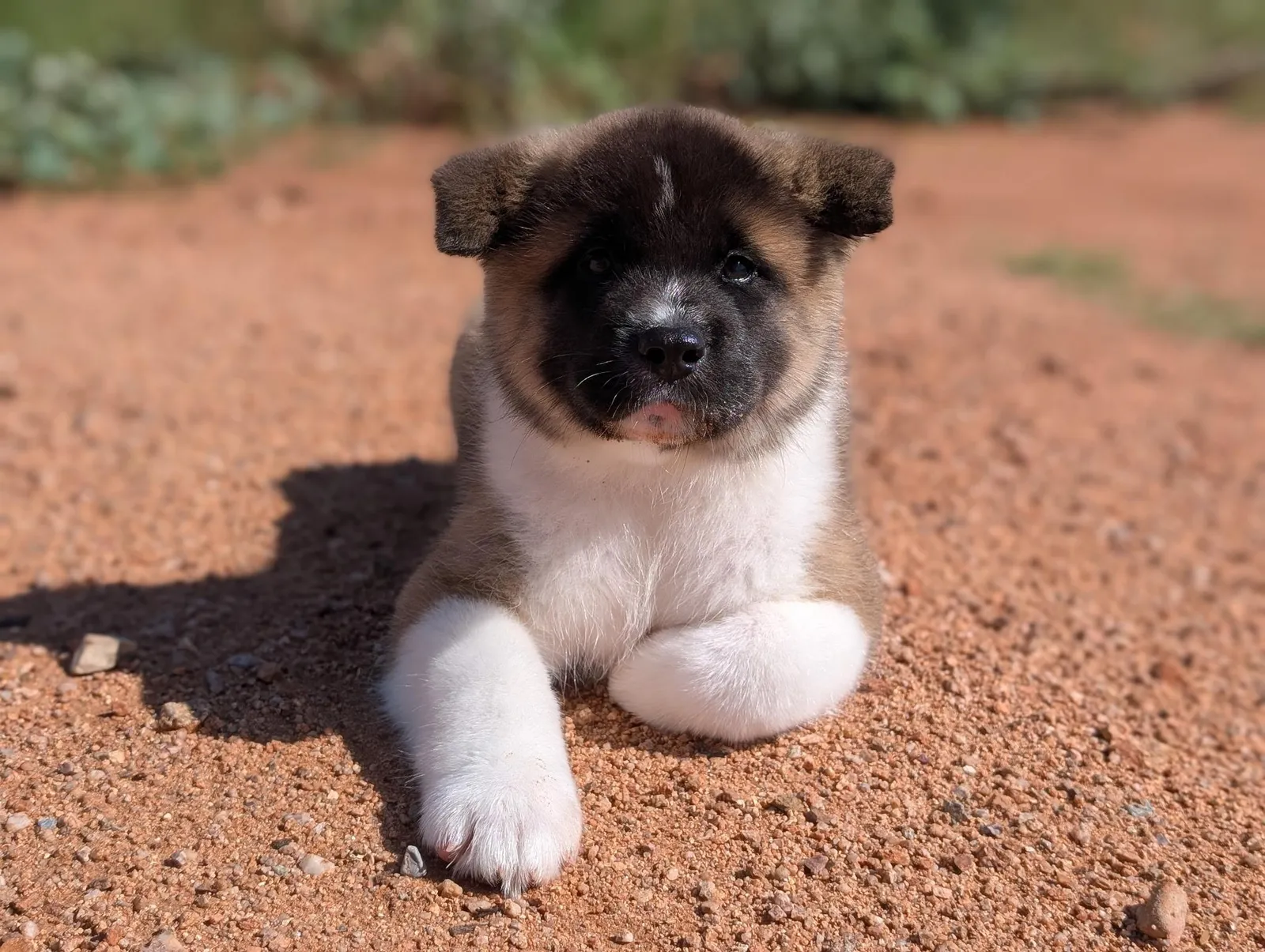 Mila, a Akita puppy from WeVolution Off-Grid near Tombstone, Arizona, now in a new home