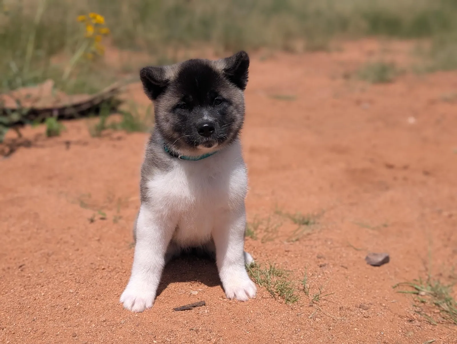 Nori, a Akita puppy from WeVolution Off-Grid near Tombstone, Arizona, now in a new home