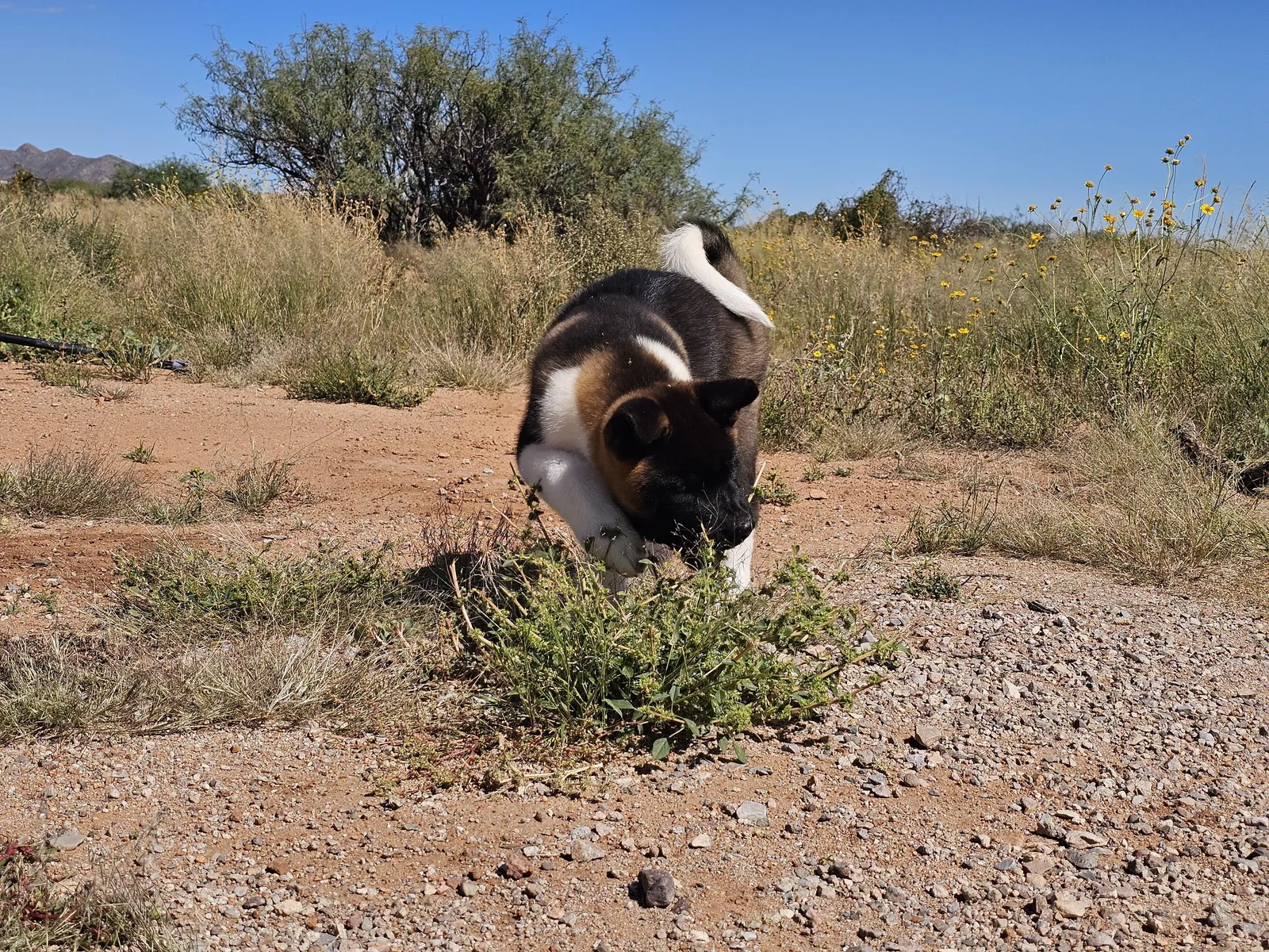Suki, a Akita puppy from WeVolution Off-Grid near Tombstone, Arizona, now in a new home
