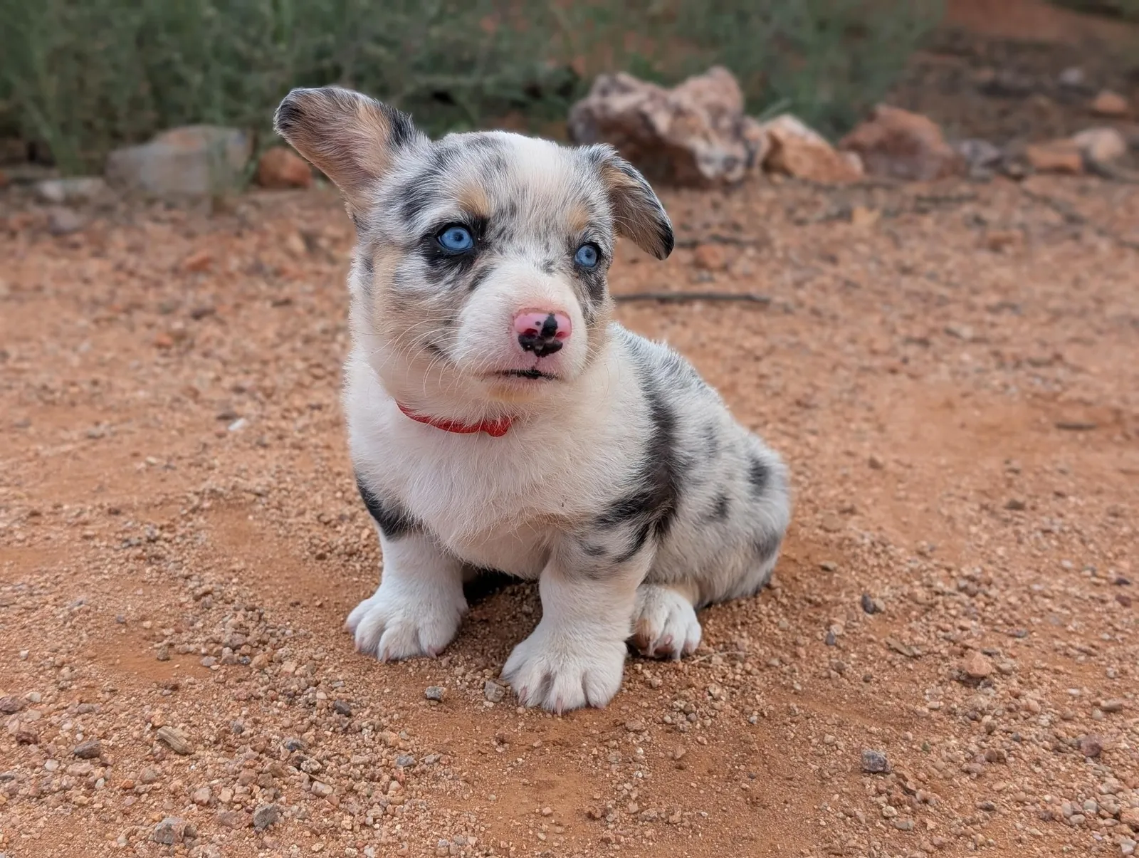 Cardigan Boy Bandit, a Cardigan Welsh Corgi puppy from WeVolution Off-Grid near Tombstone, Arizona, now in a new home