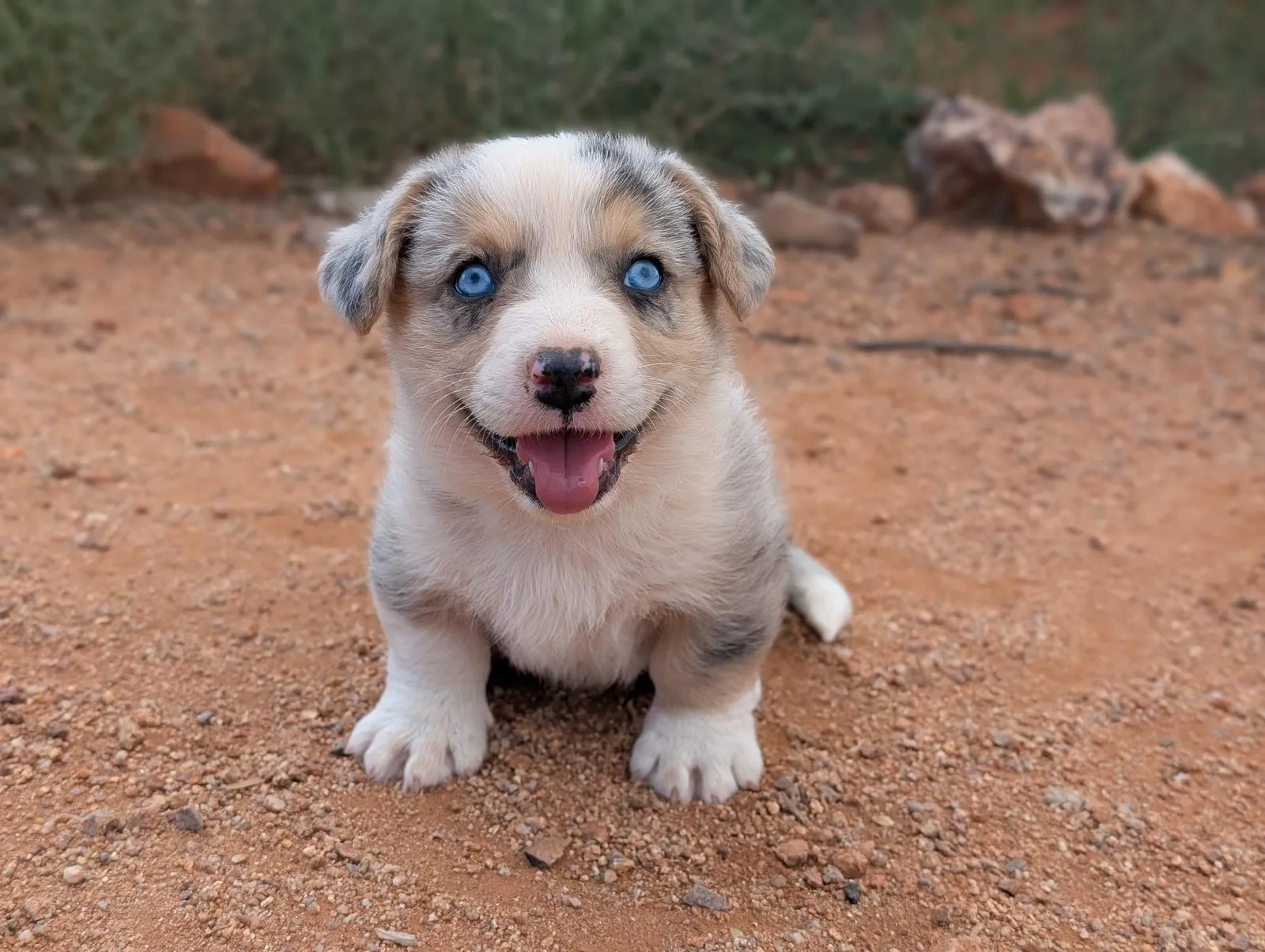 Cardigan Boy Dash, a Cardigan Welsh Corgi puppy from WeVolution Off-Grid near Tombstone, Arizona, now in a new home