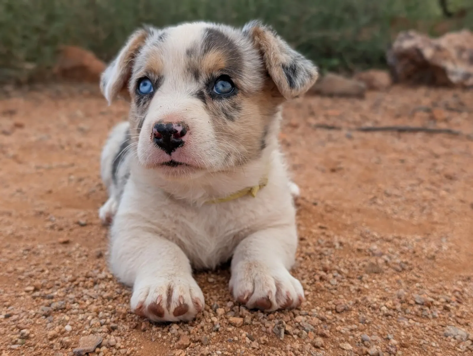 Cardigan Boy Maverick, a Cardigan Welsh Corgi puppy from WeVolution Off-Grid near Tombstone, Arizona, now in a new home