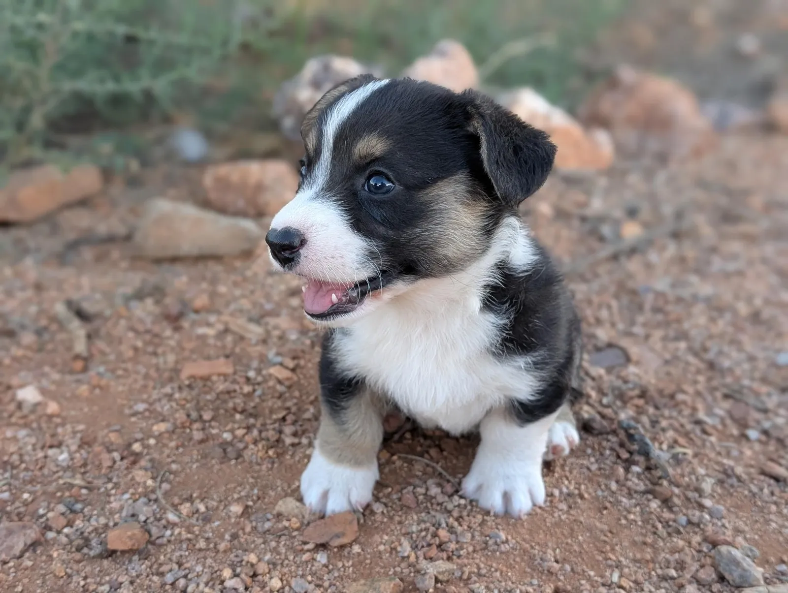 Cardigan Boy Ranger, a Cardigan Welsh Corgi puppy from WeVolution Off-Grid near Tombstone, Arizona, now in a new home