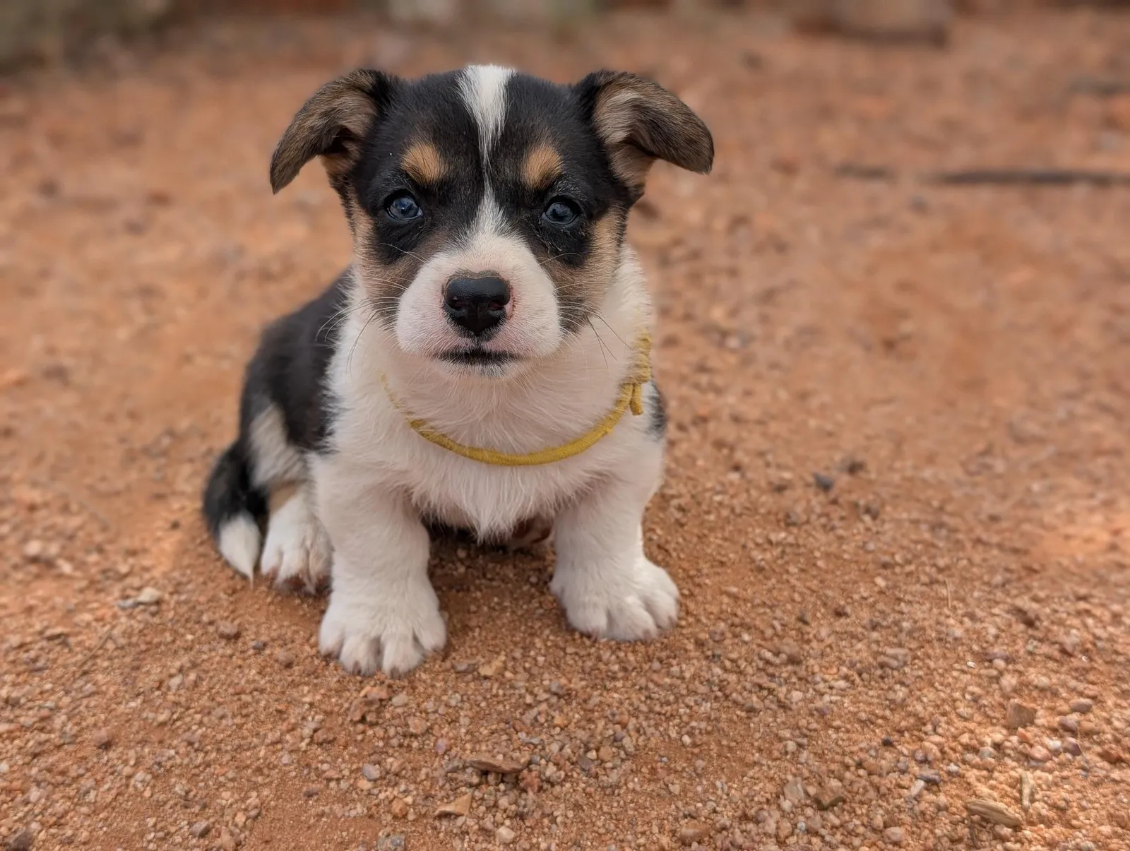 Cardigan Boy Scout, a Cardigan Welsh Corgi puppy from WeVolution Off-Grid near Tombstone, Arizona, now in a new home