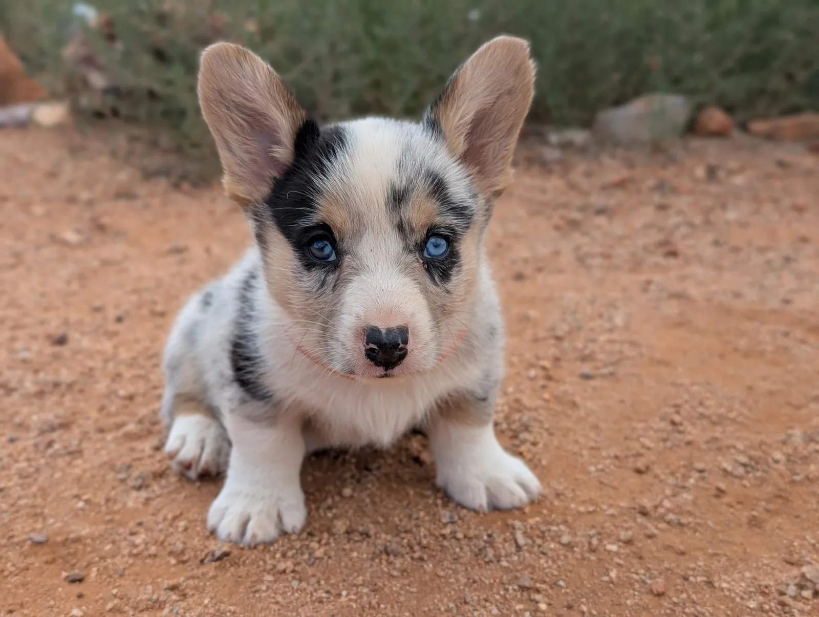 Cardigan Boy Summit, a Cardigan Welsh Corgi puppy from WeVolution Off-Grid near Tombstone, Arizona, now in a new home