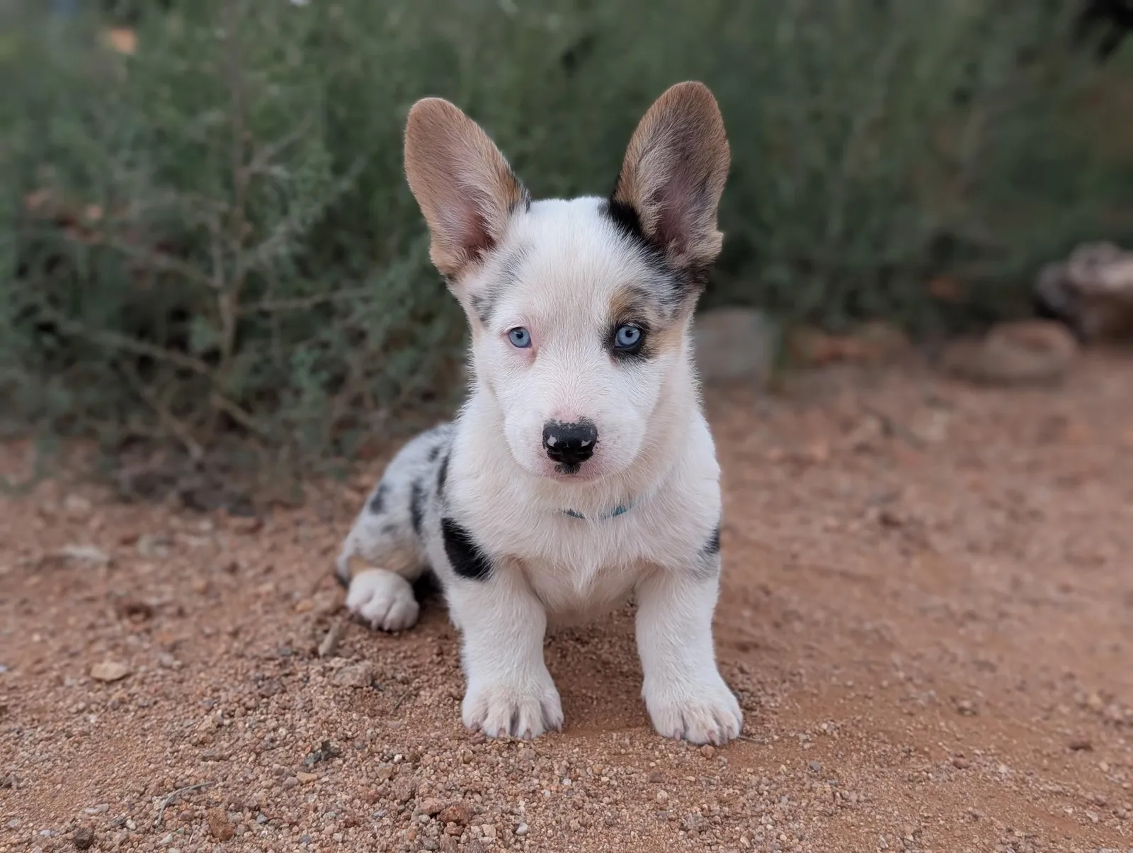 Cardigan Boy Trek, a Cardigan Welsh Corgi puppy from WeVolution Off-Grid near Tombstone, Arizona, now in a new home