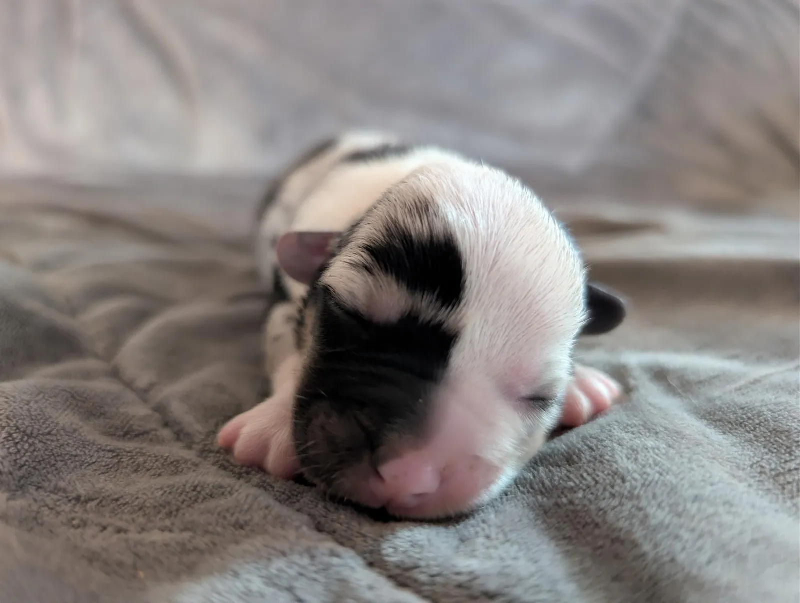 Cardigan Girl Piper, a Cardigan Welsh Corgi puppy from WeVolution Off-Grid near Tombstone, Arizona, now in a new home