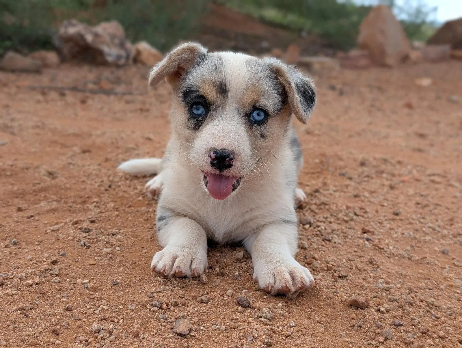 Cardigan Girl Skye, a Cardigan Welsh Corgi puppy from WeVolution Off-Grid near Tombstone, Arizona, now in a new home