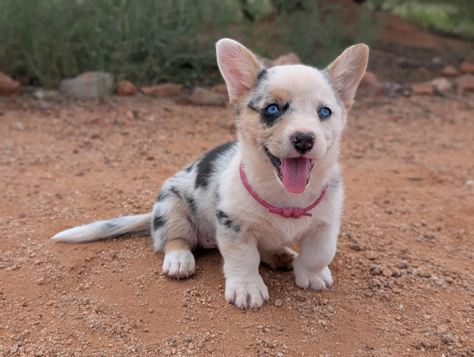 Cardigan Girl Sunny, a Cardigan Welsh Corgi puppy from WeVolution Off-Grid near Tombstone, Arizona, now in a new home