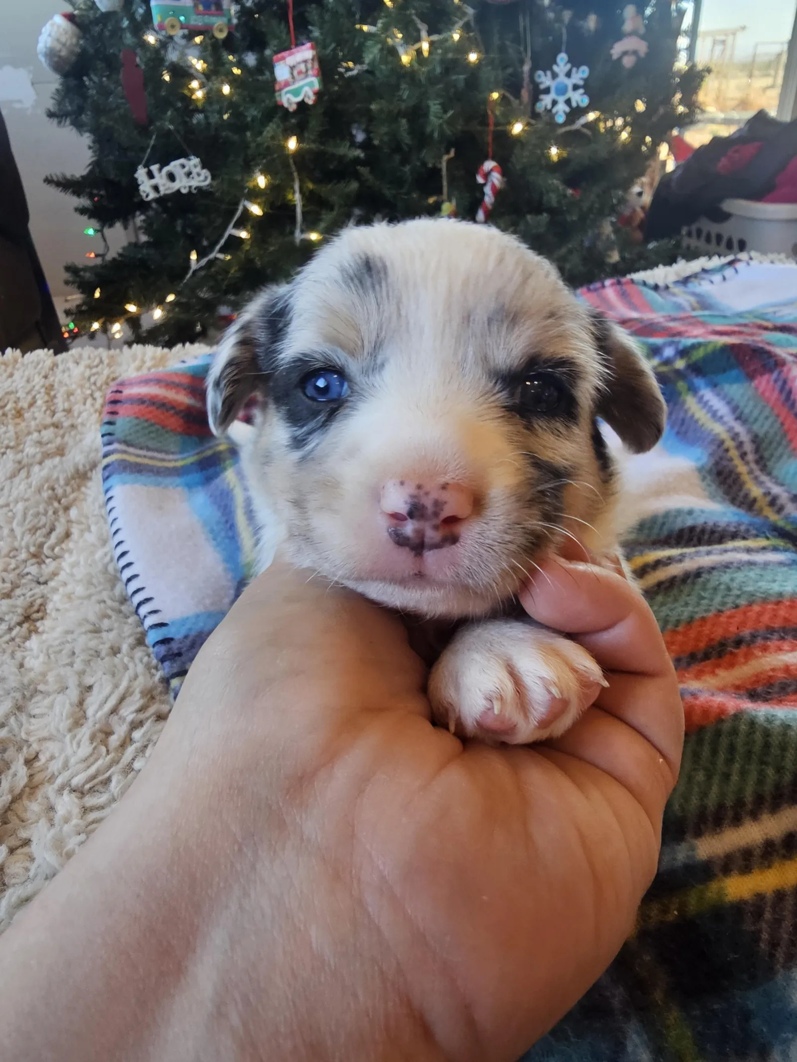 Quad Clear Merle - Boy 1 One Blue Eye, a Cardigan Welsh Corgi puppy from WeVolution Off-Grid near Tombstone, Arizona, now in a new home