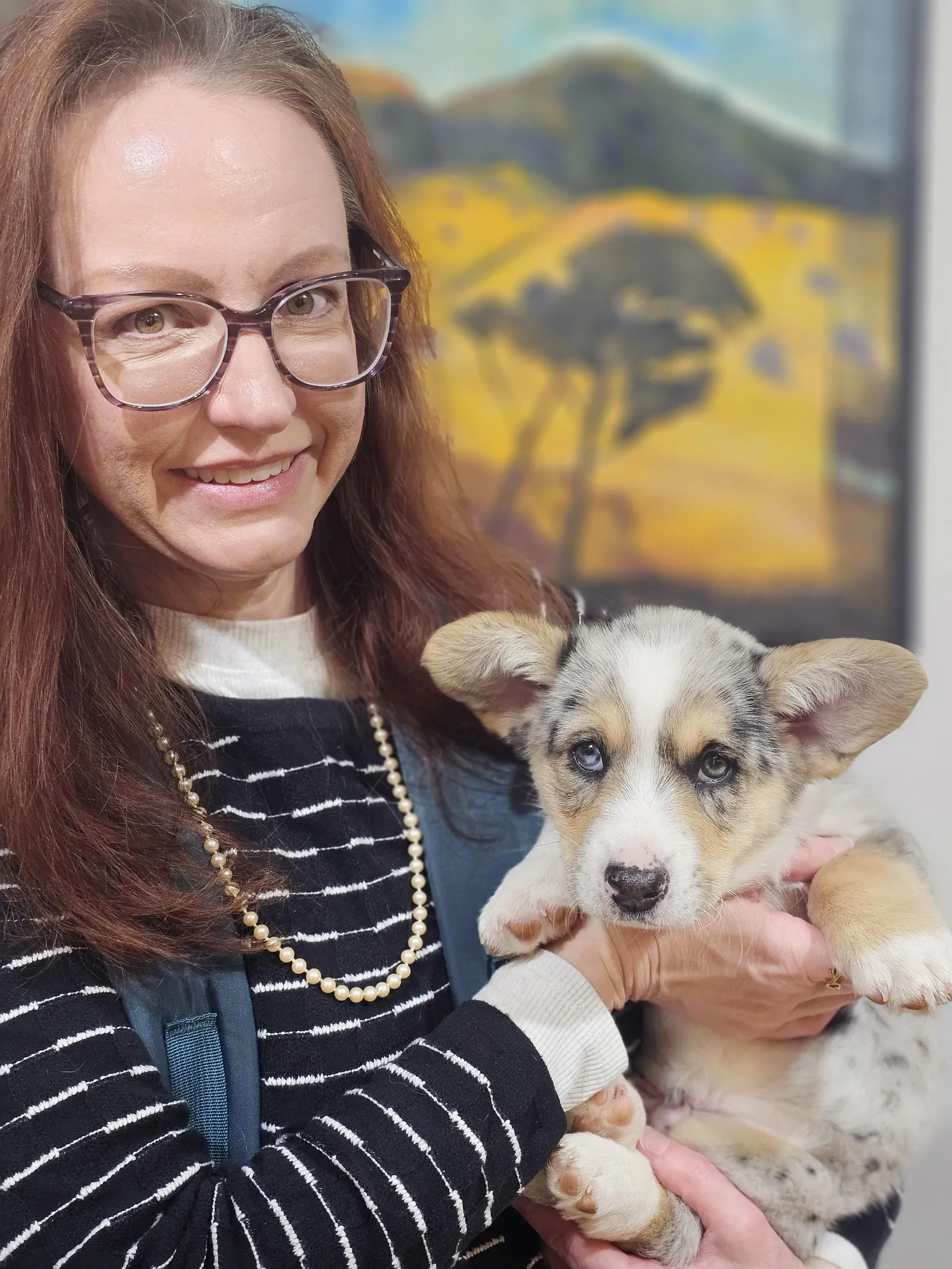Quad Clear Merle - Boy 2, a Cardigan Welsh Corgi puppy from WeVolution Off-Grid near Tombstone, Arizona, now in a new home