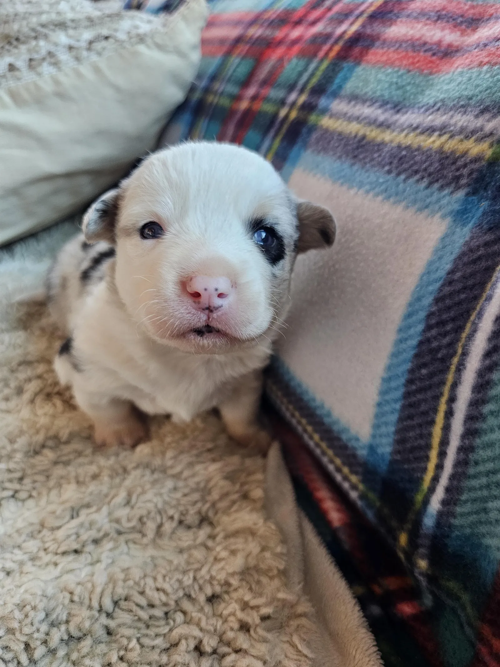 Quad Clear Merle - Boy 3, a Cardigan Welsh Corgi puppy from WeVolution Off-Grid near Tombstone, Arizona, now in a new home