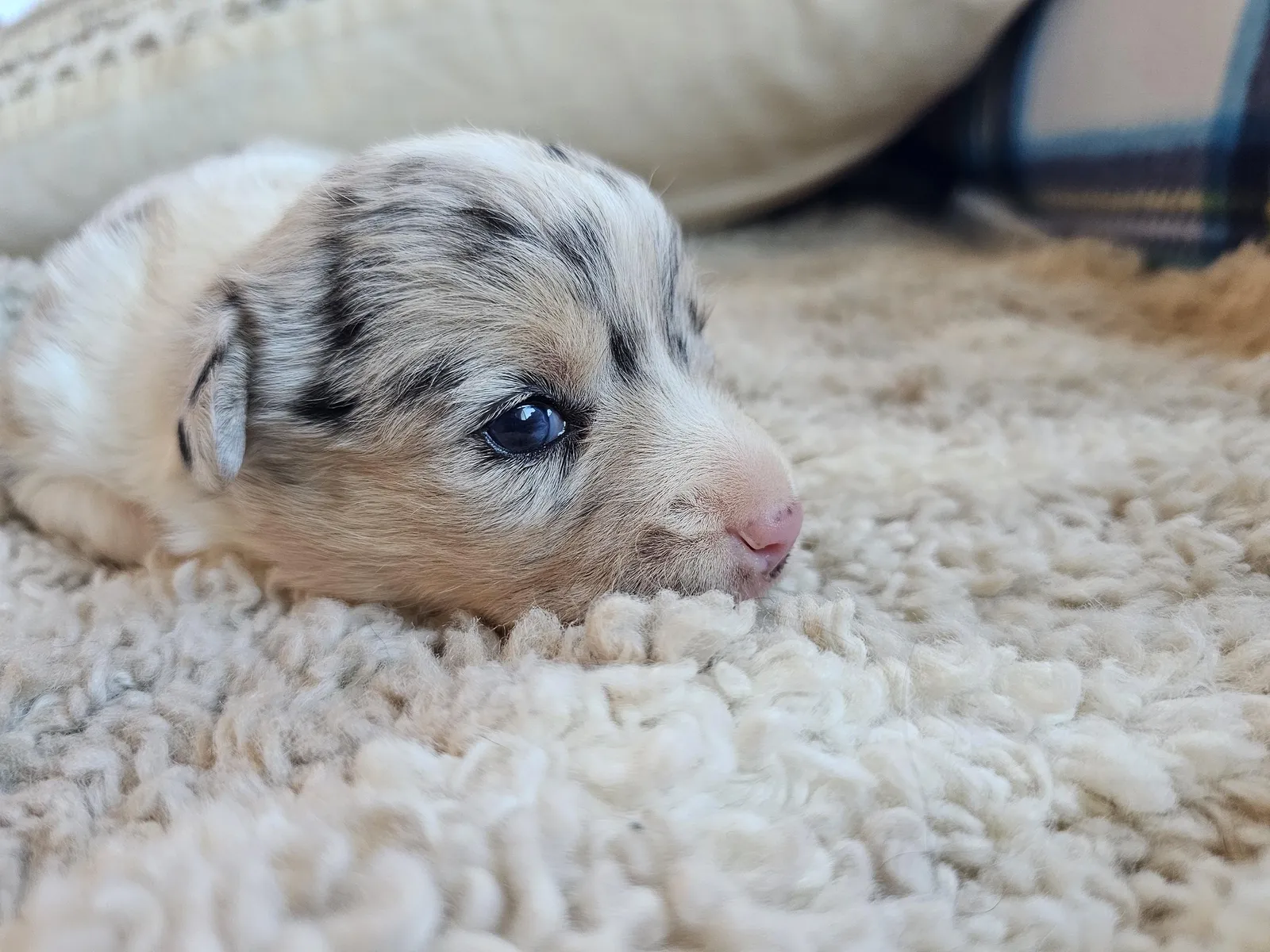 Quad Clear Merle - Girl 2, a Cardigan Welsh Corgi puppy from WeVolution Off-Grid near Tombstone, Arizona, now in a new home