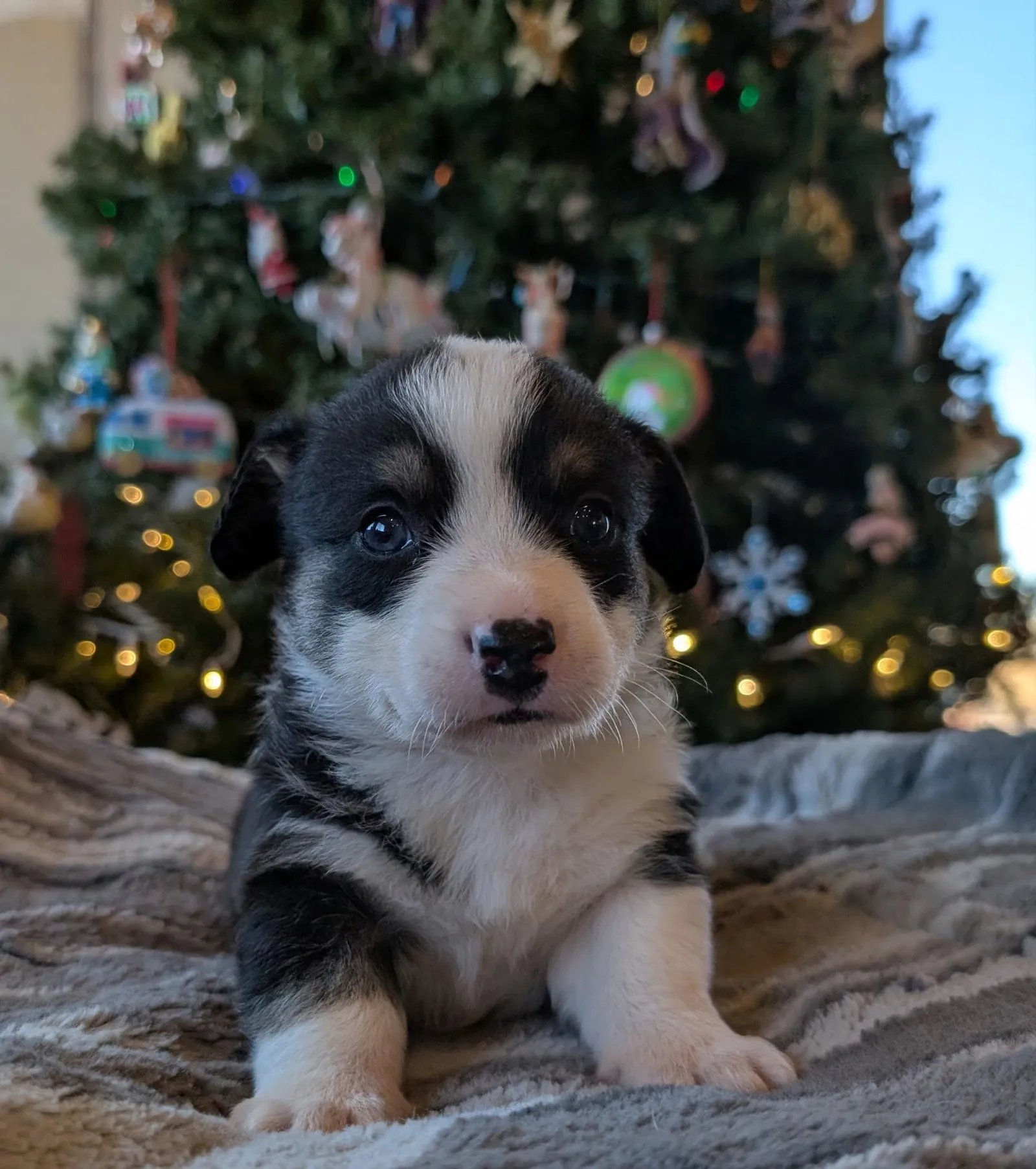 Quad Clear Tri Colored - Boy 1, a Cardigan Welsh Corgi puppy from WeVolution Off-Grid near Tombstone, Arizona, now in a new home