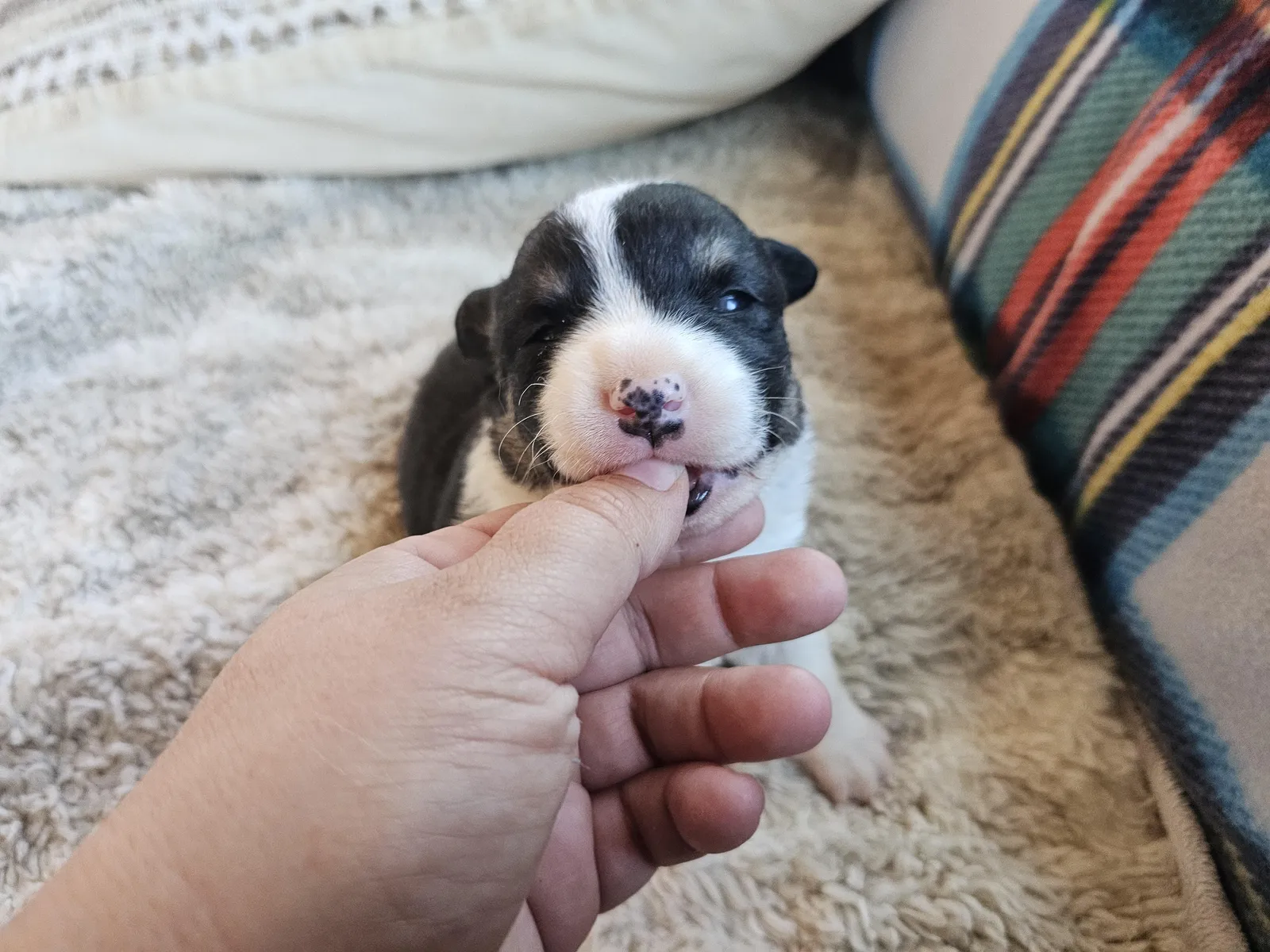 Quad Clear Tri Colored - Boy 3, a Cardigan Welsh Corgi puppy from WeVolution Off-Grid near Tombstone, Arizona, now in a new home