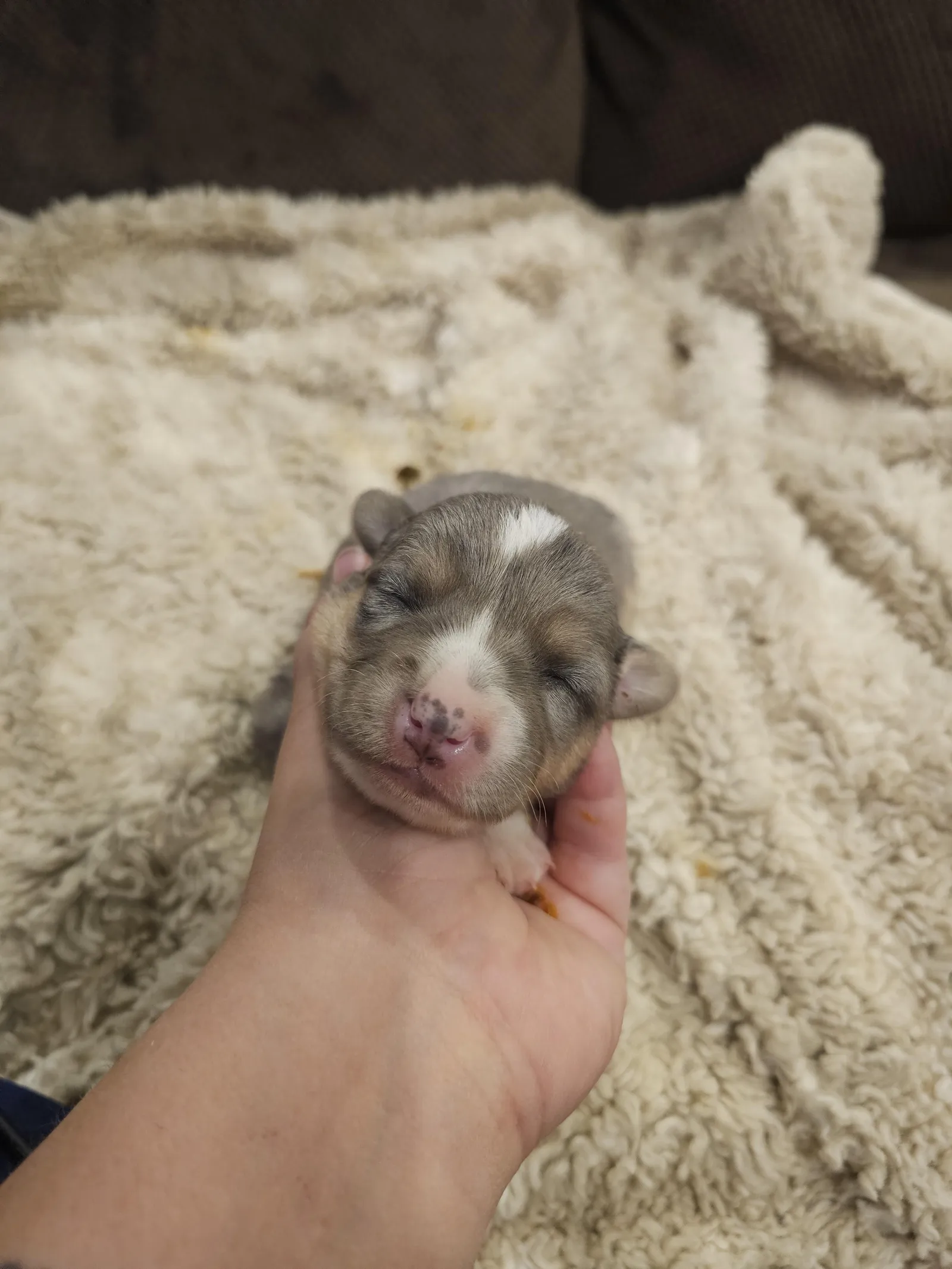 RARE Quad Clear ATypical Merle- Girl, a Cardigan Welsh Corgi puppy from WeVolution Off-Grid near Tombstone, Arizona, now in a new home