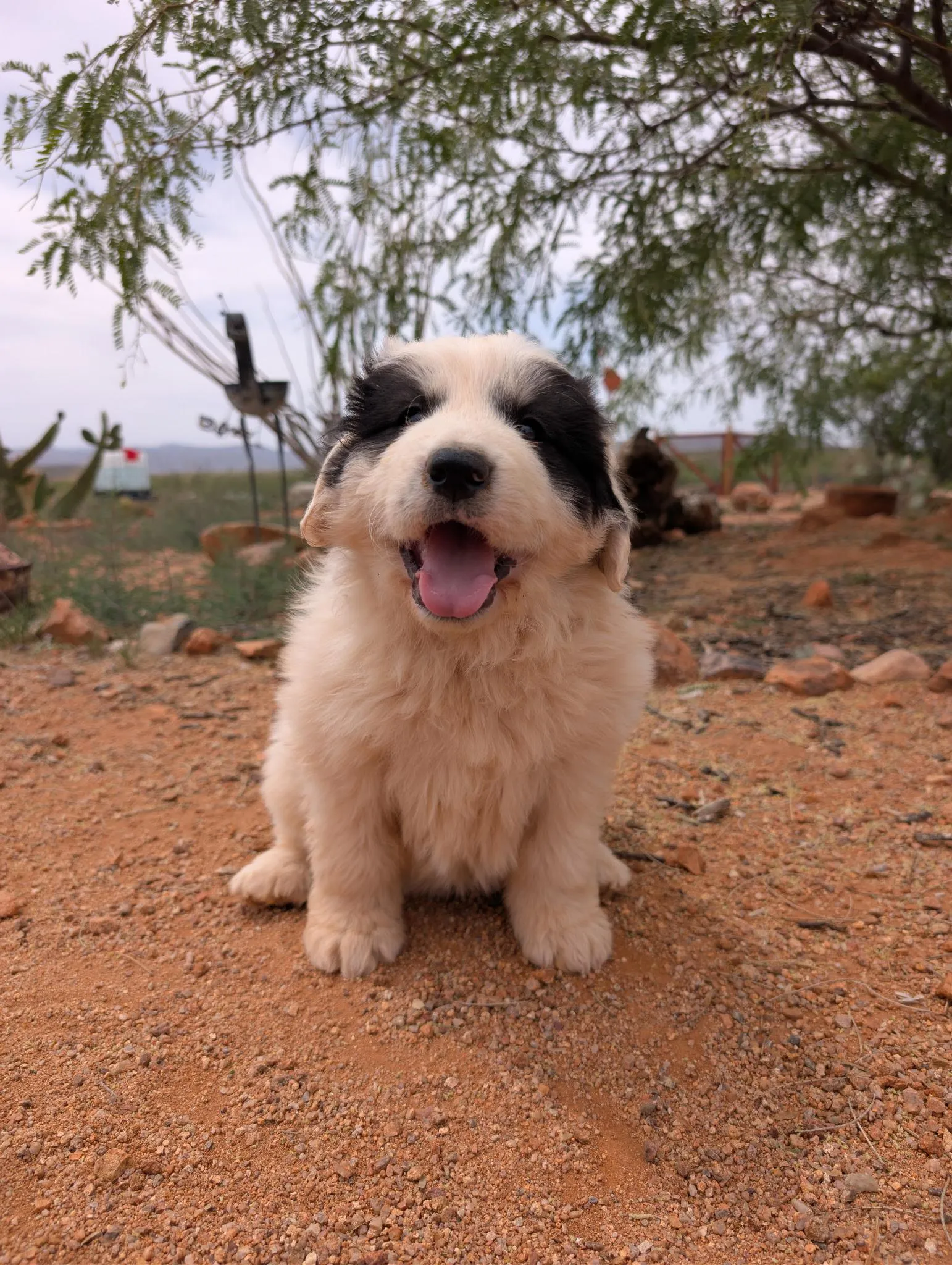 Barron, a Great Pyrenees puppy from WeVolution Off-Grid near Tombstone, Arizona, now in a new home