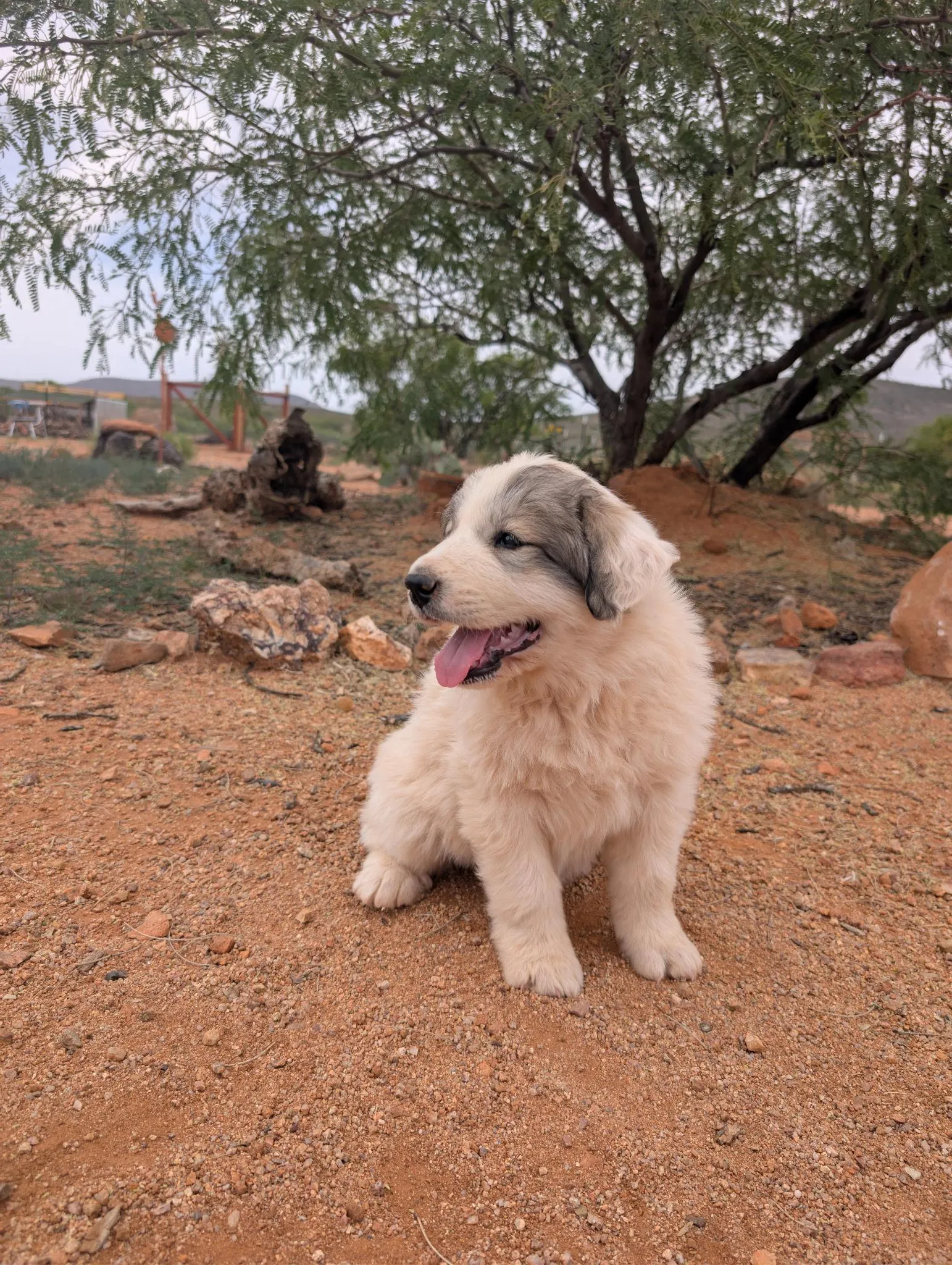 Honor, a Great Pyrenees puppy from WeVolution Off-Grid near Tombstone, Arizona, now in a new home