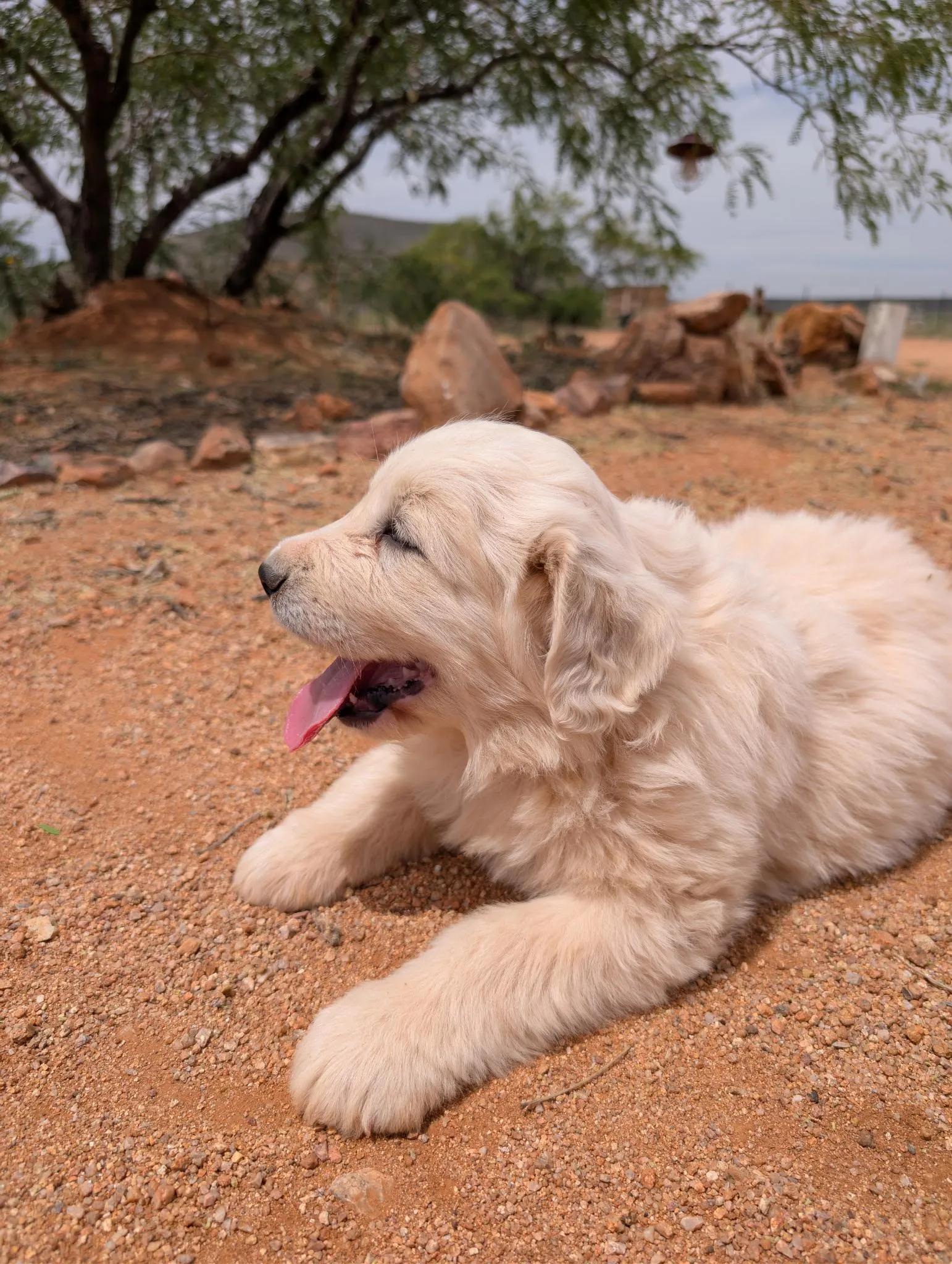 Judge, a Great Pyrenees puppy from WeVolution Off-Grid near Tombstone, Arizona, now in a new home